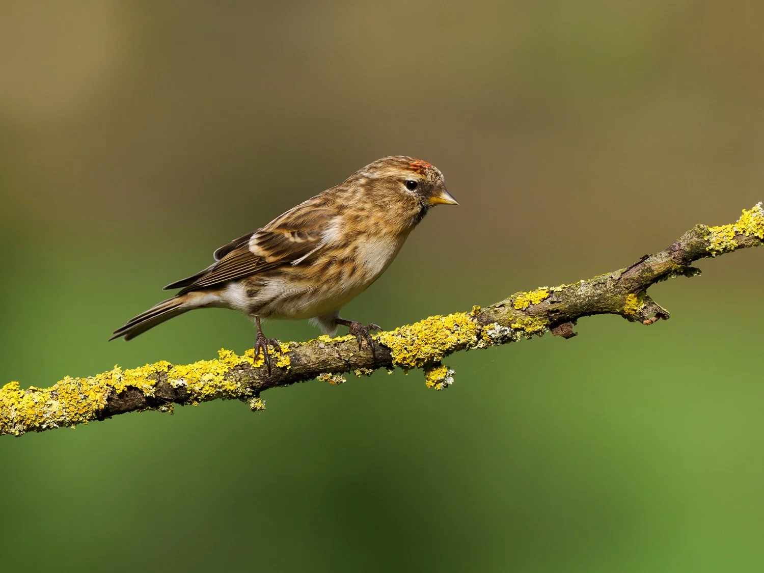 A male redpoll perched on a branch