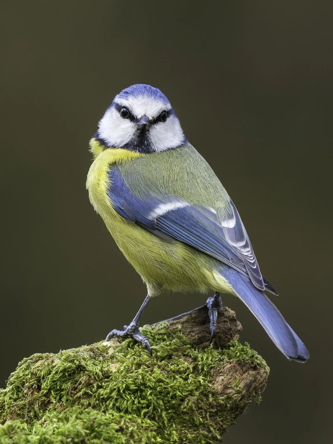 A blue tit posing on a mossy perch