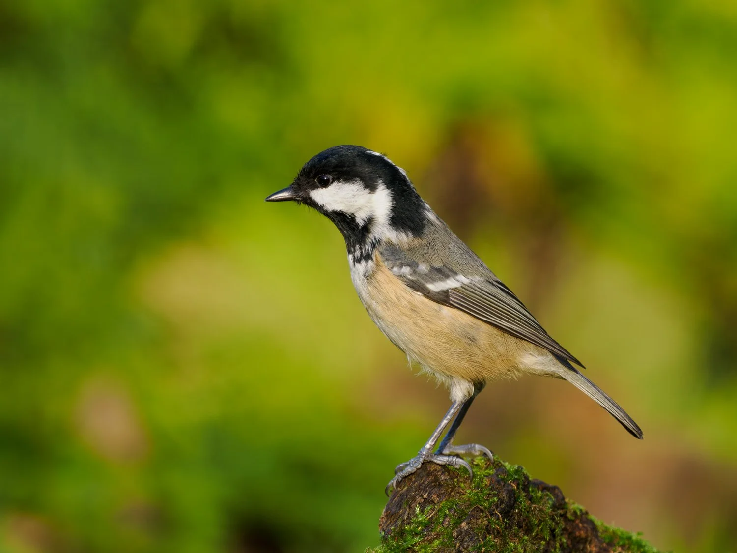 A coal tit perched on a stump