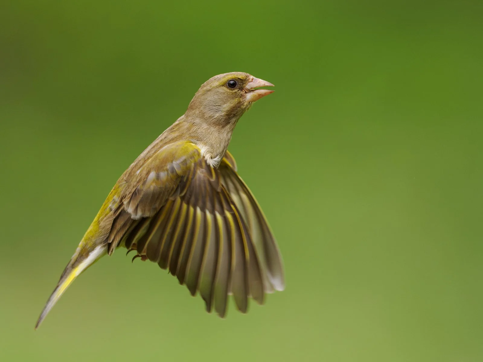 A female greenfinch in flight