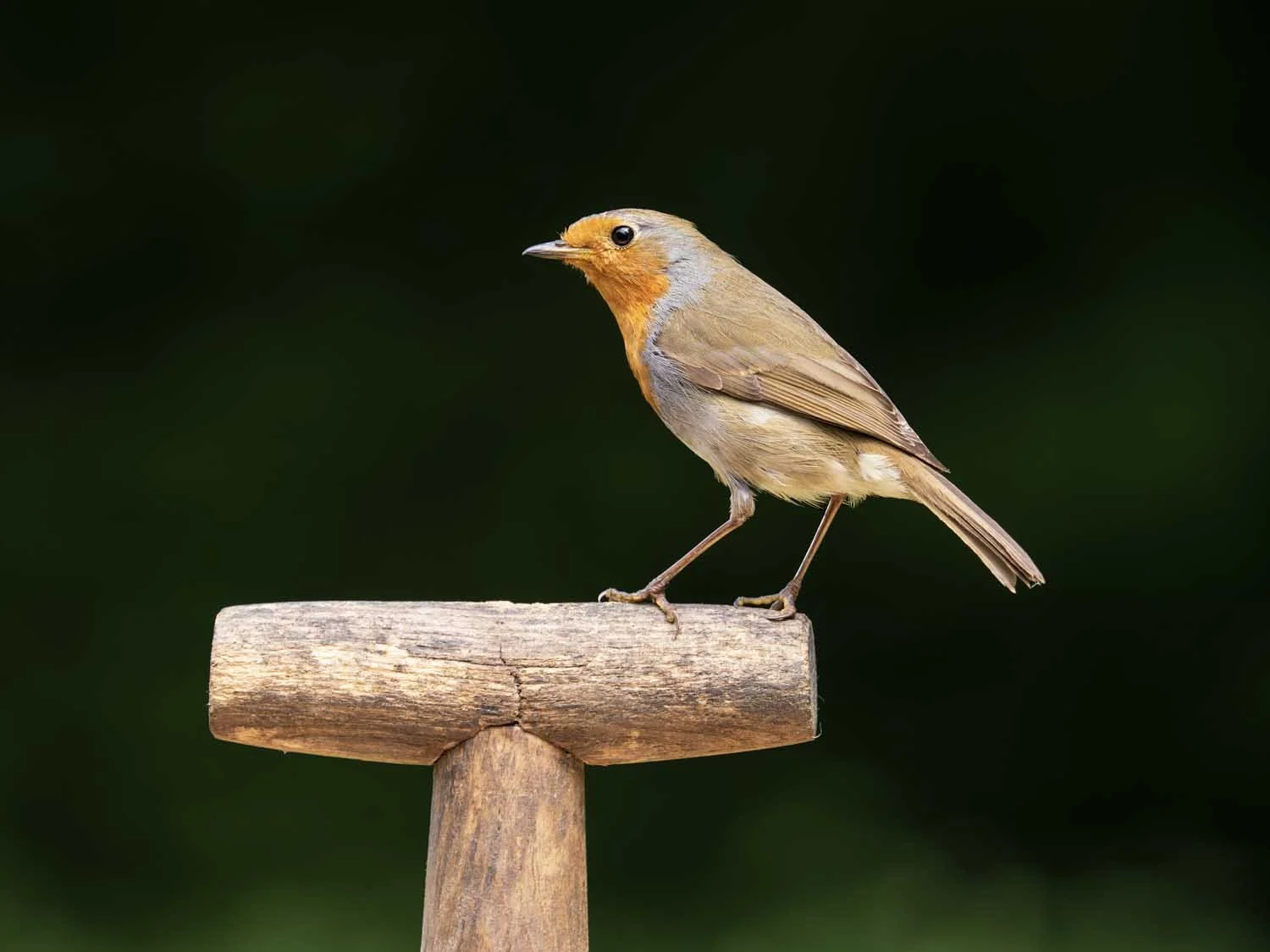 A robin on a spade handle photographed from our Wiltshire hide