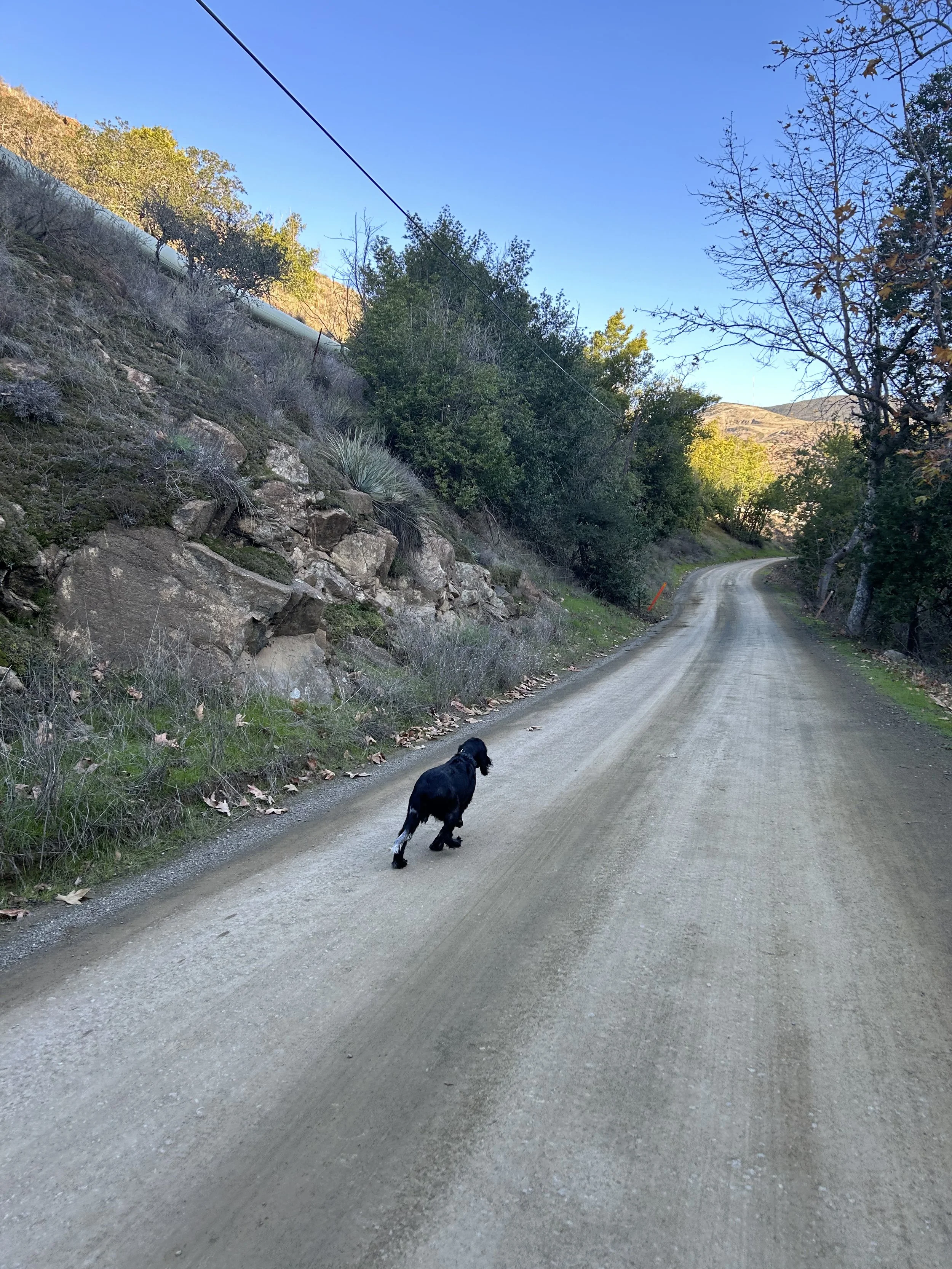 A dirt country road winding through trees with a rocky hillside on the left and a dog walking along the road.