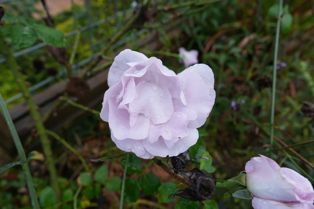DSC00089.JPG