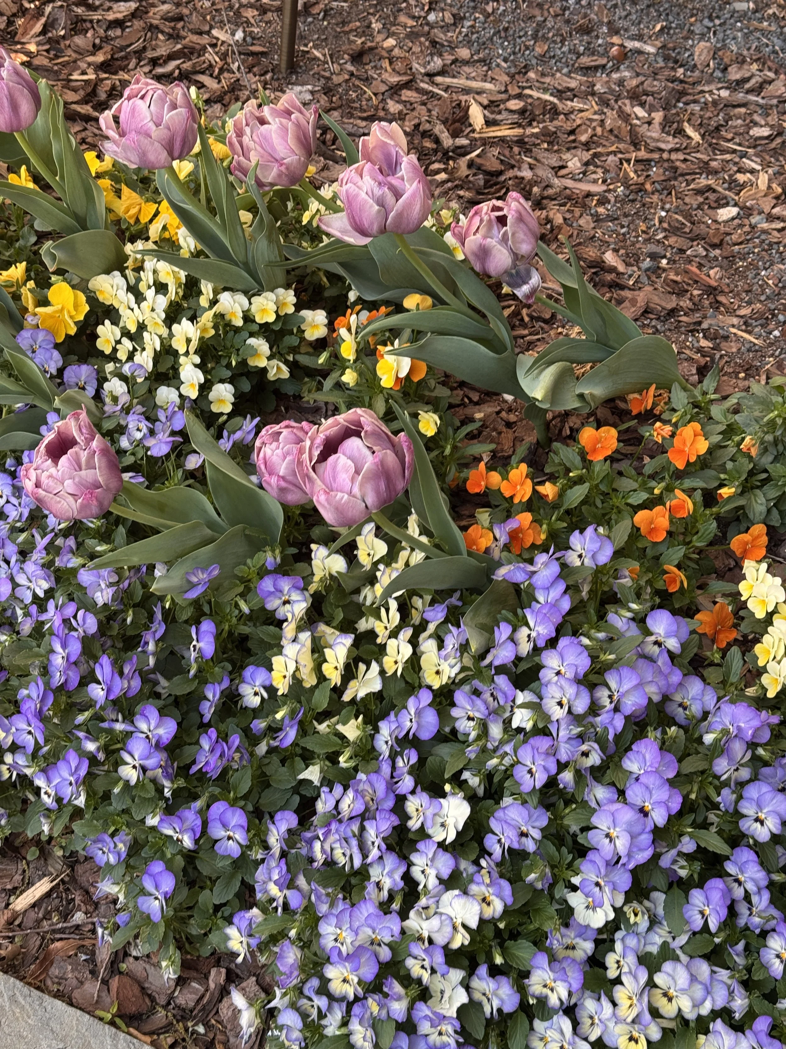 IMG_7357.jpeg