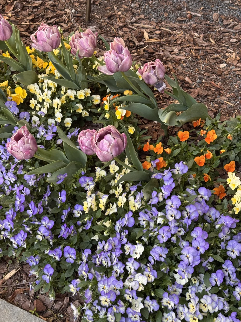 IMG_7357.jpeg