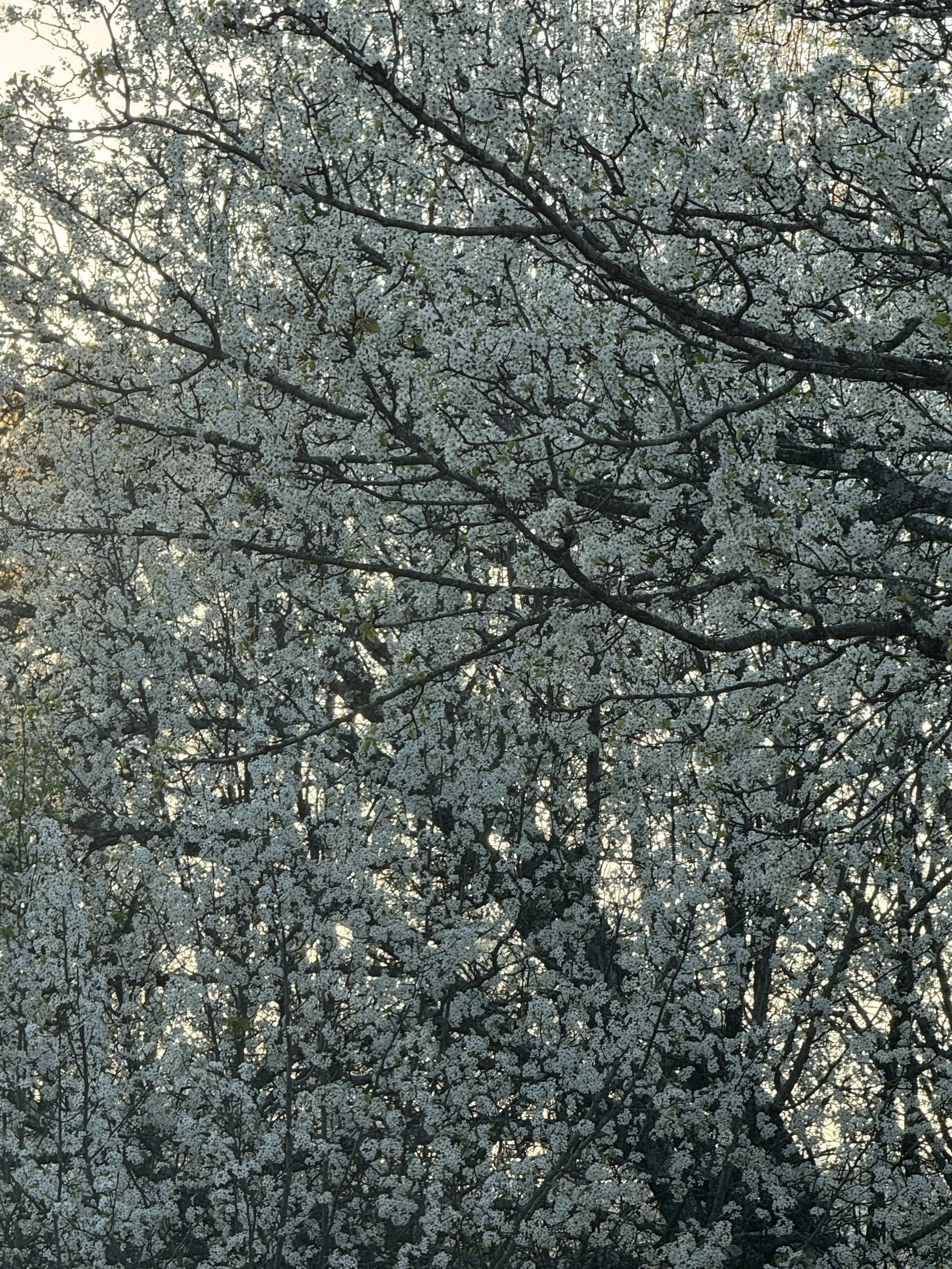 IMG_7041.jpeg
