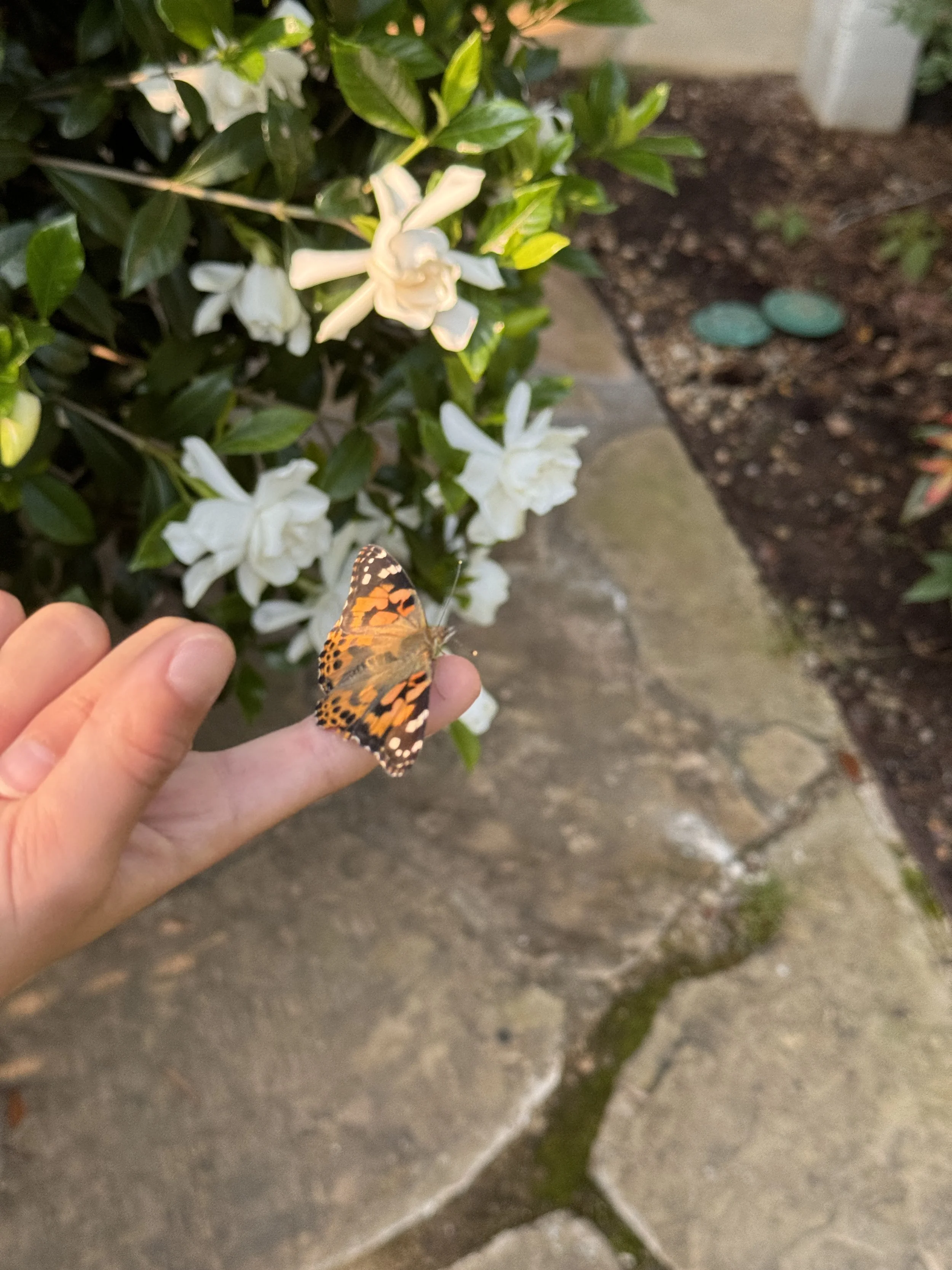 IMG_0952-1.jpeg
