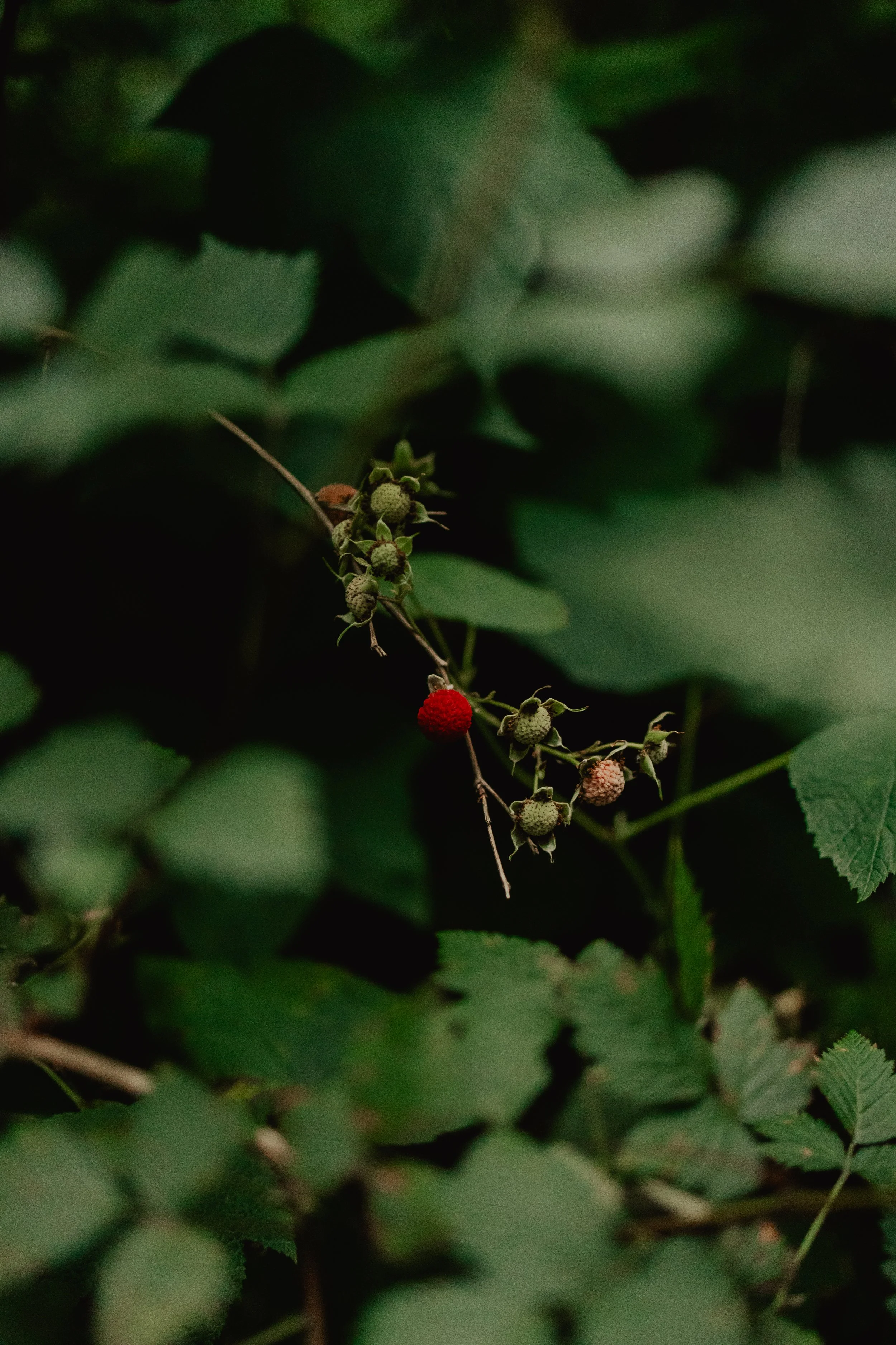 Katie Sutter Photo (4 of 270).jpg