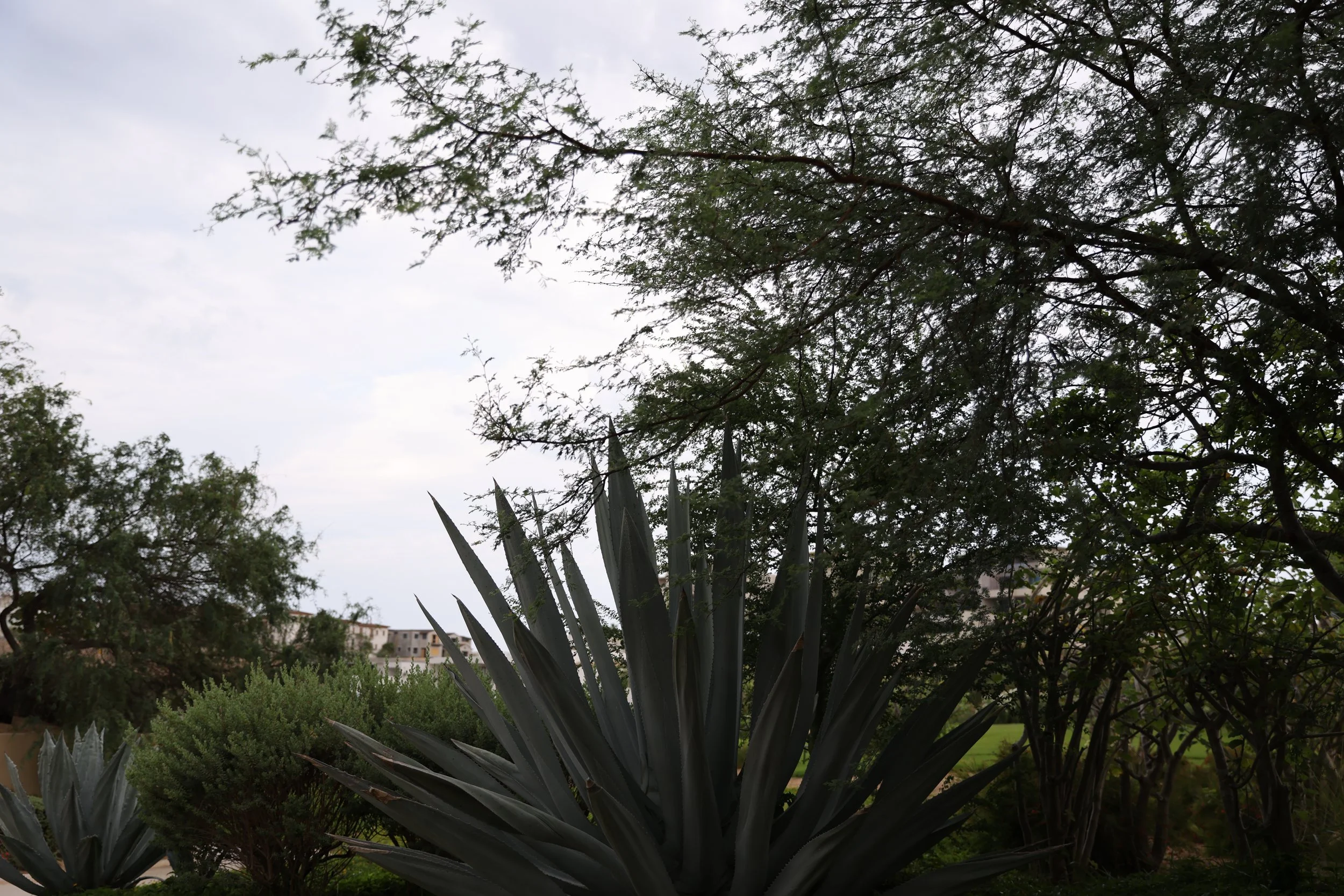 0V7A0466.JPG