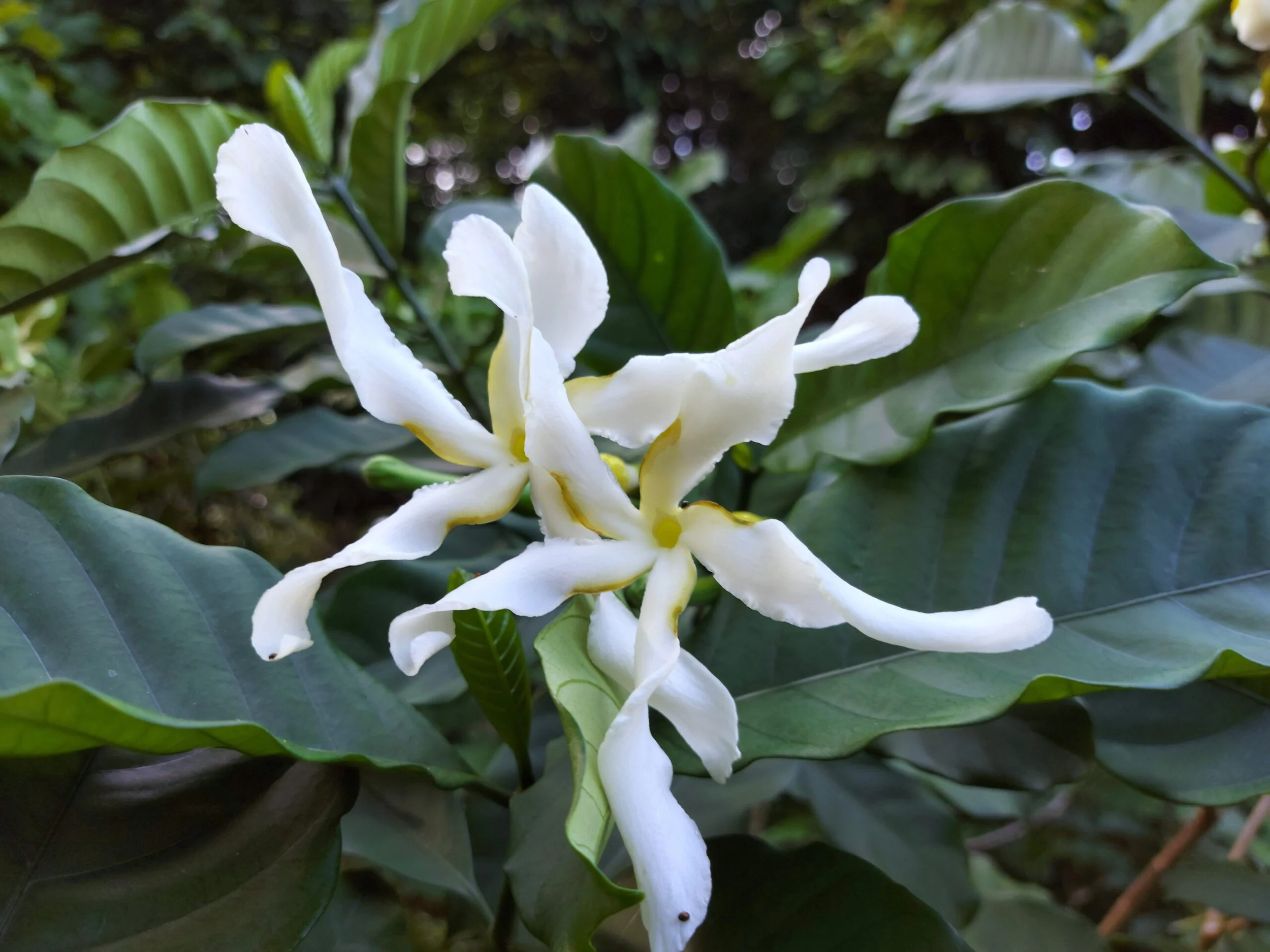 Uchu Sanango