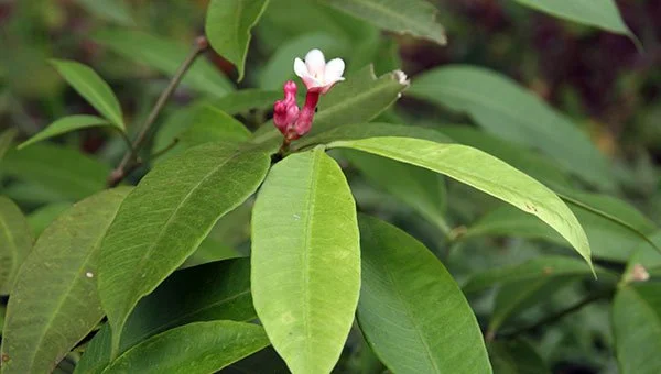 Ushpawasha Sanango