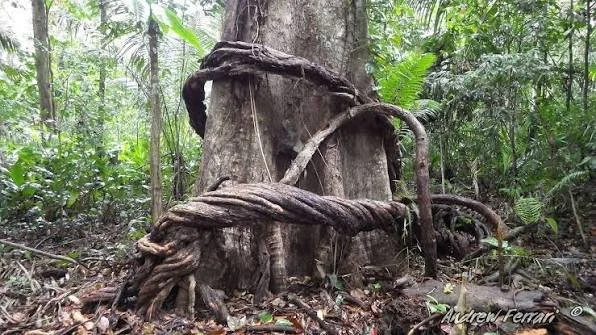 Ayahuasca