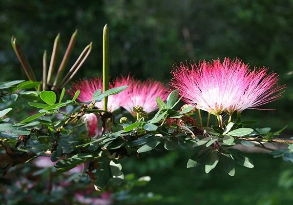Bobinsana: Master Plant Guide of the Amazon