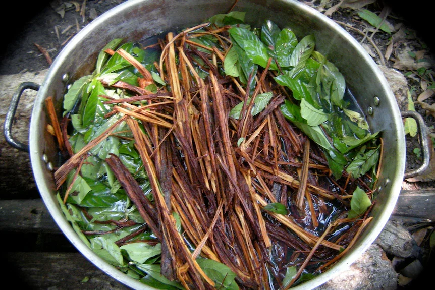 Is Ayahuasca Safe? Risks, Preparation &amp; What to Know