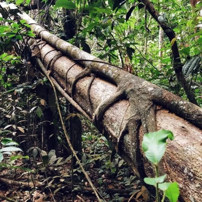 The Difference Between a Tree Dieta and Other Master Plant Dietas in the Amazon