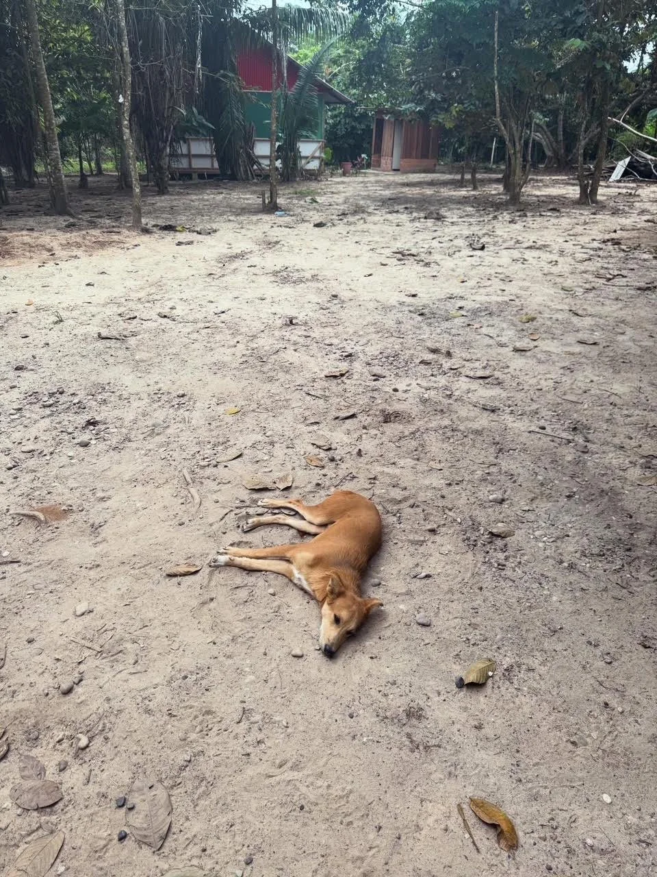 Reshin's dog "Macho", Moloka in background