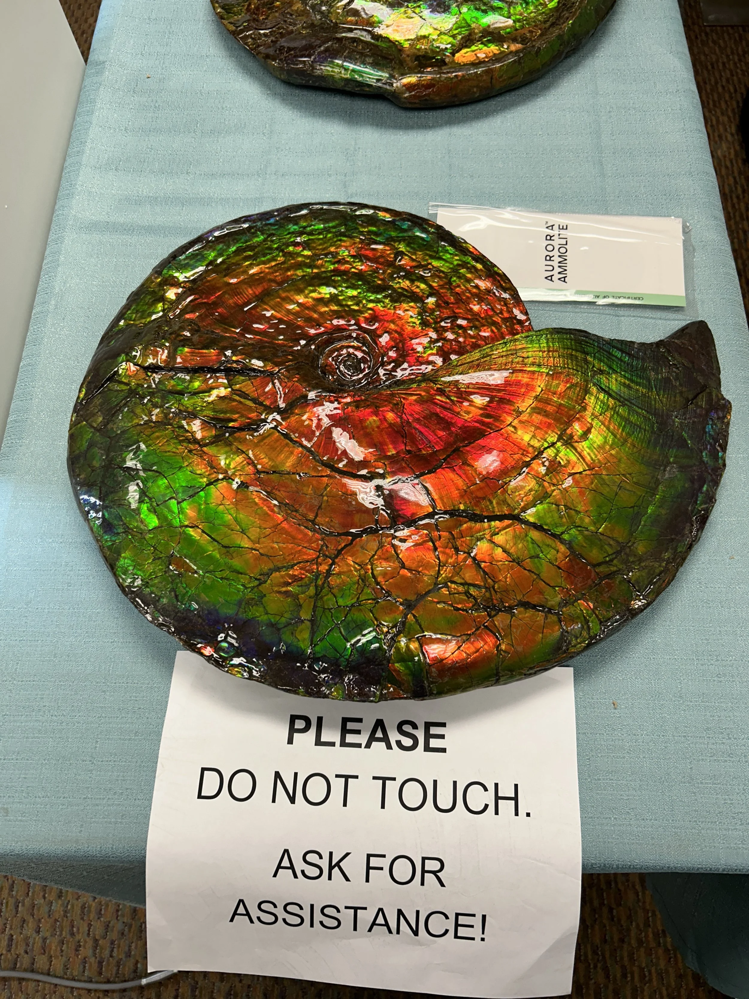 Ammonite fossil covered in ammolite - Aurora