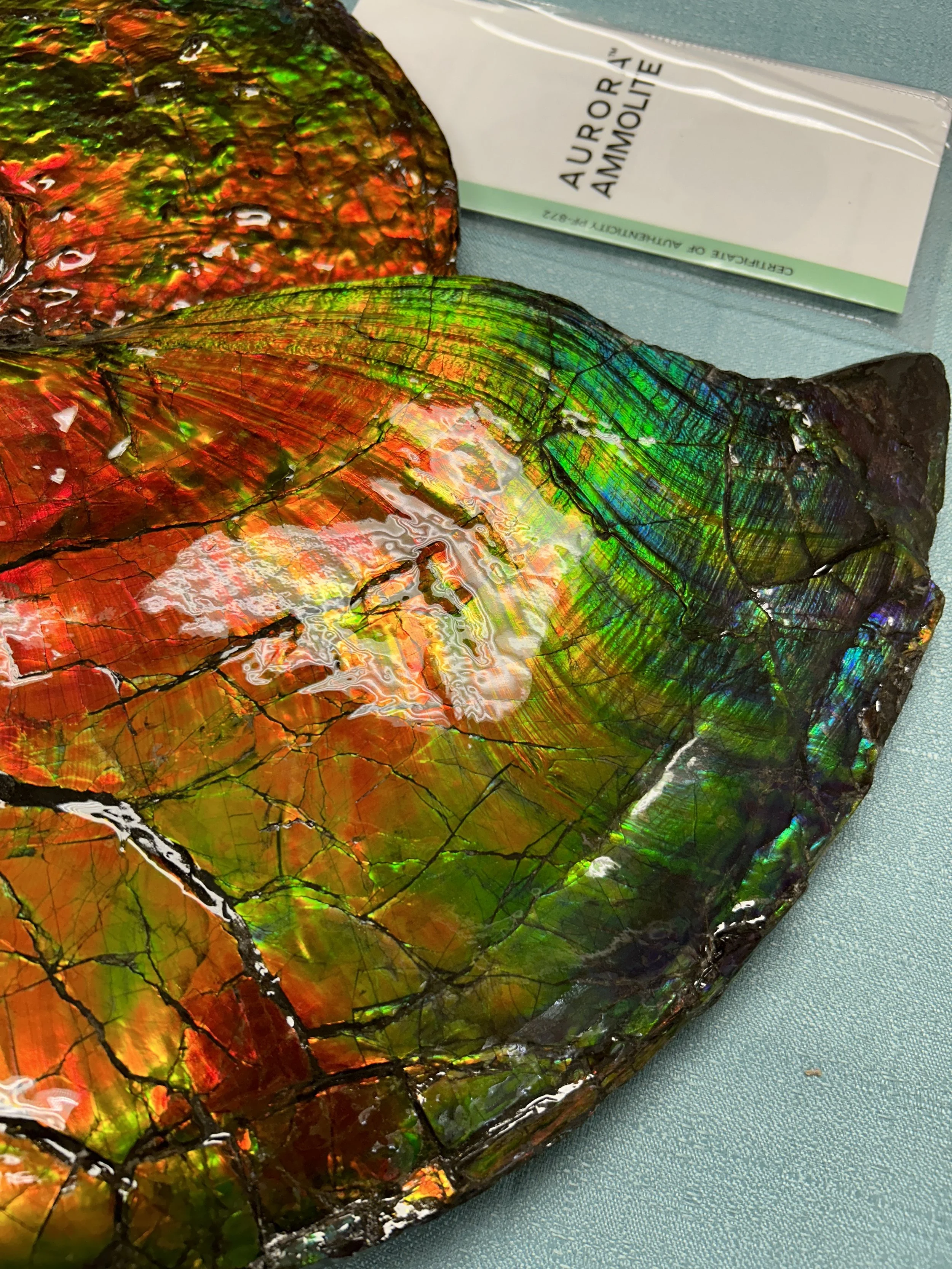 Closeup of ammonite fossil covered in ammolite