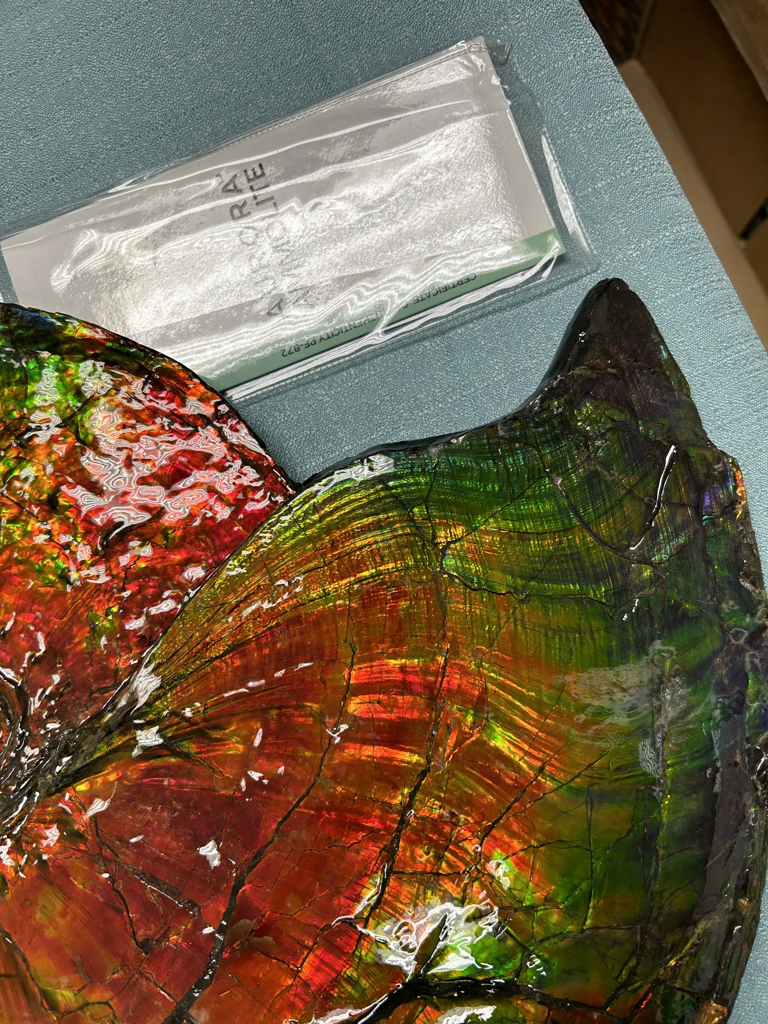 Wavy shell structure preserved in ammolite