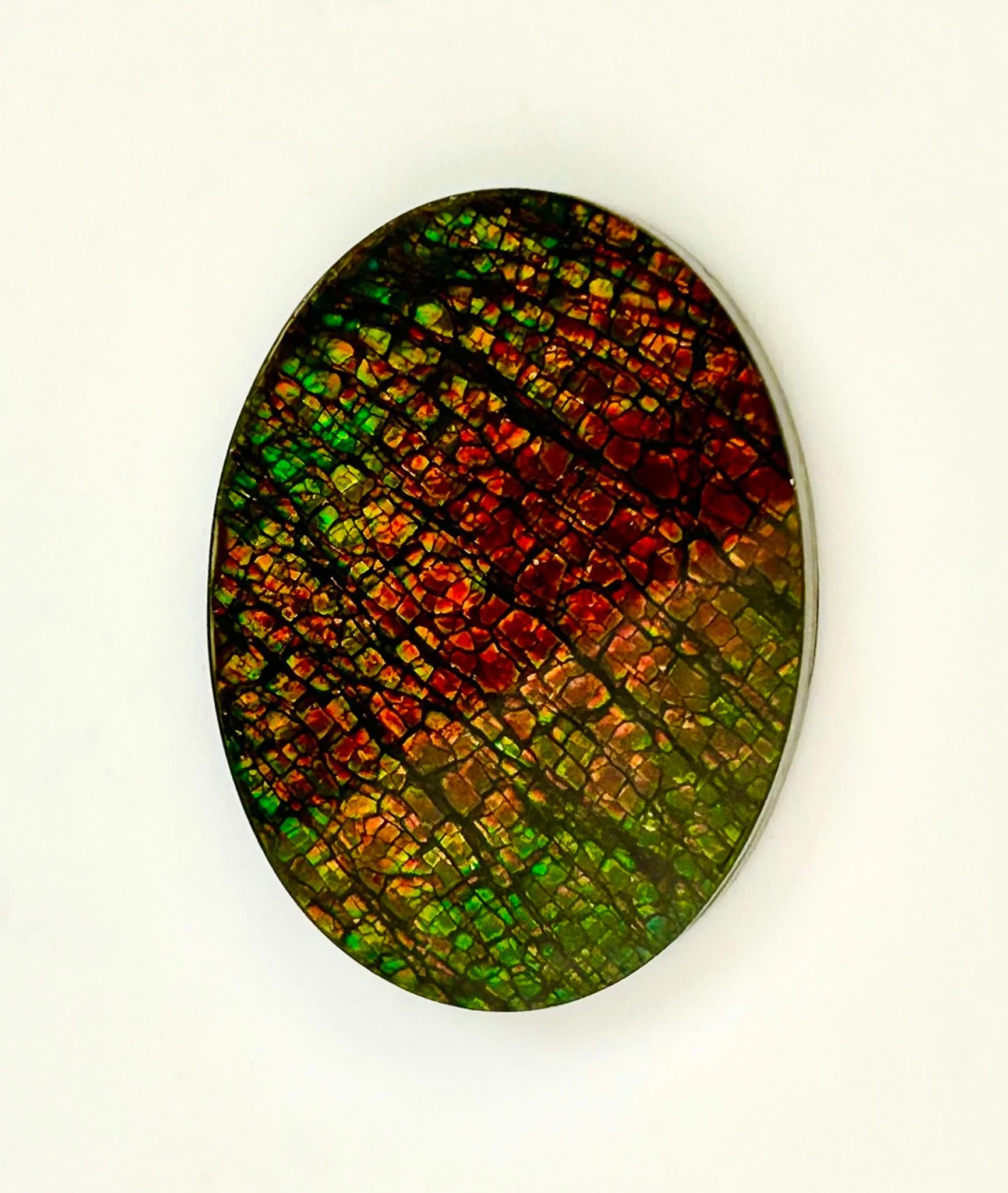 Oval dragon skin ammolite cabochon