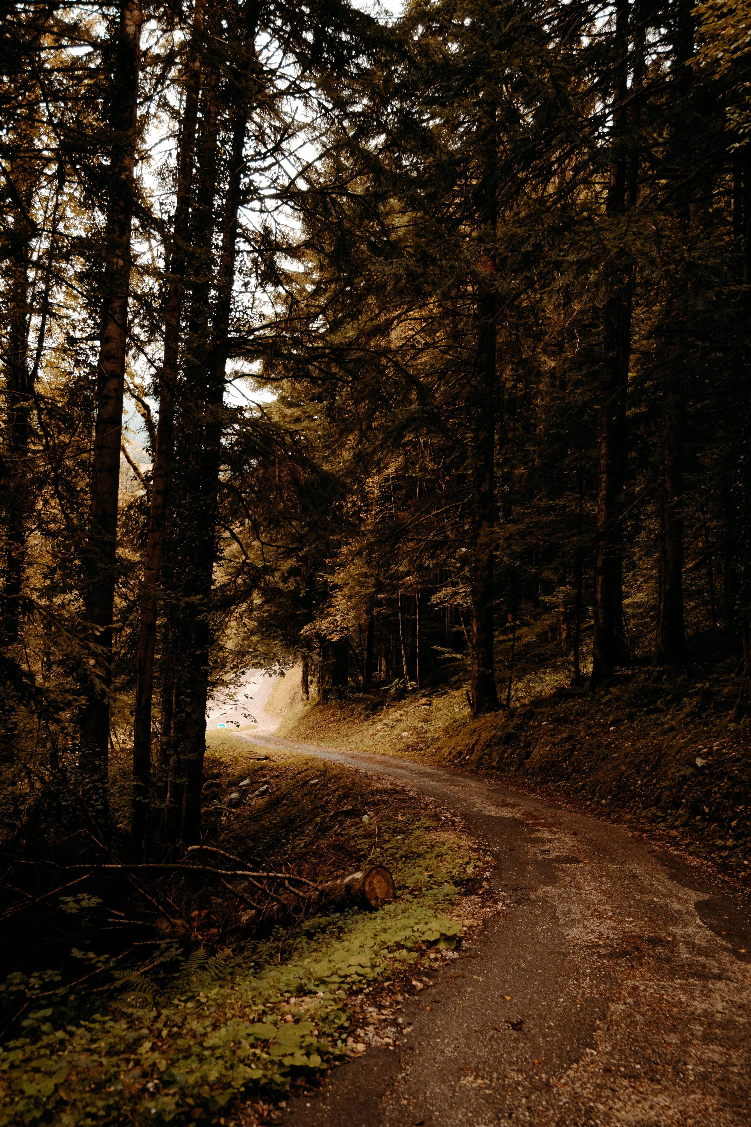 Un chemin sinueux traversant une forêt dense avec des arbres hauts et feuillus, ambiance automnale avec des feuilles tombées et une lumière tamisée.