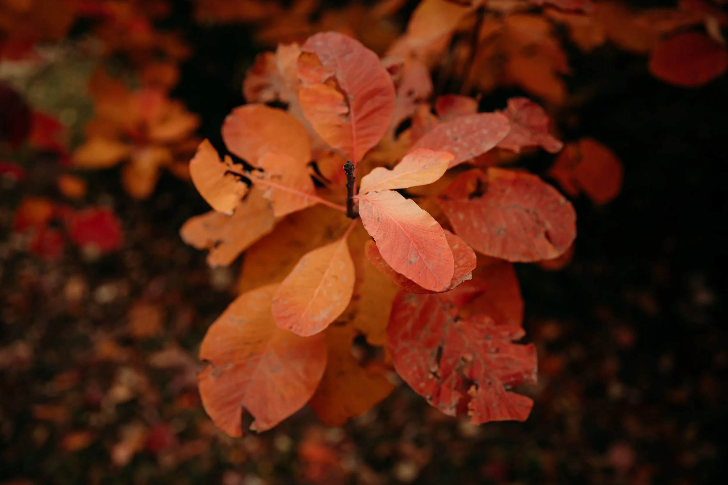 Feuille d'automne orange sur fond de feuilles automnales.