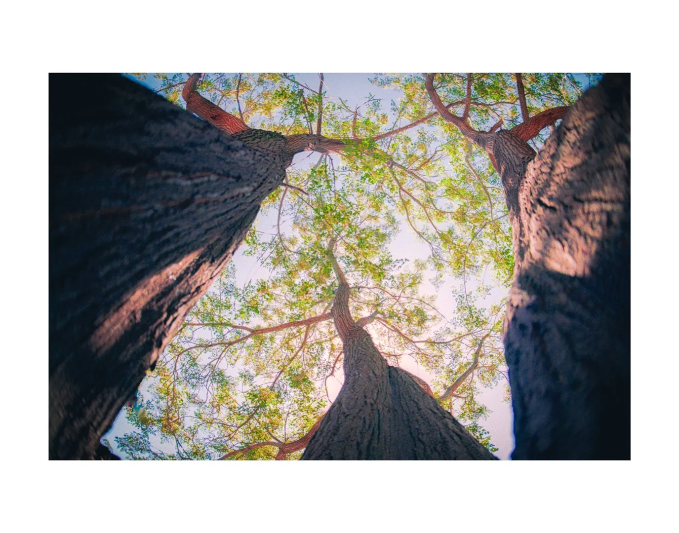 Mario_Ricardo_ Rodriguez_Under_the_Red_Light---Tree-#2.jpg
