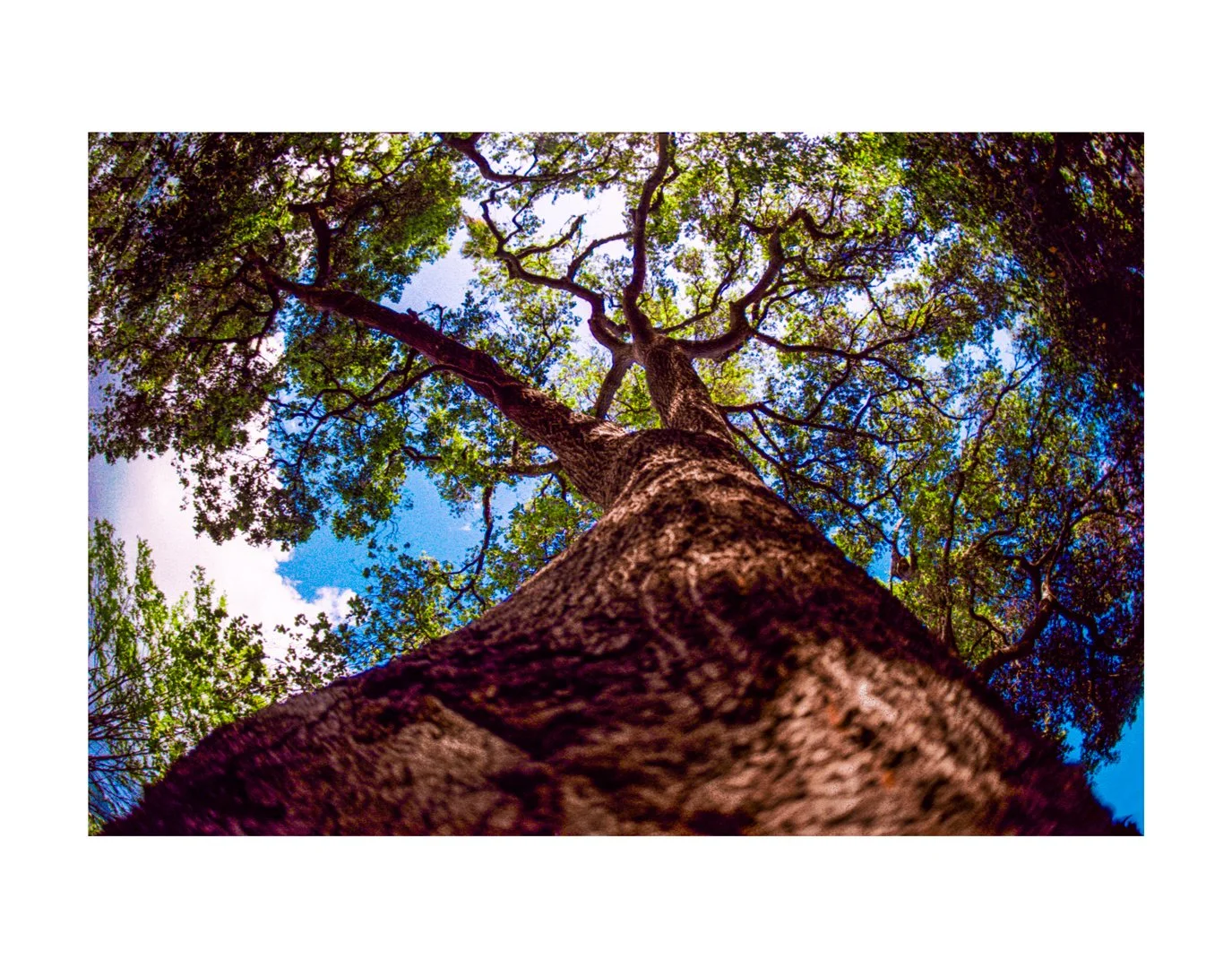 Mario_Ricardo_ Rodriguez_Under_the_Red_Light---Tree-#1.jpg