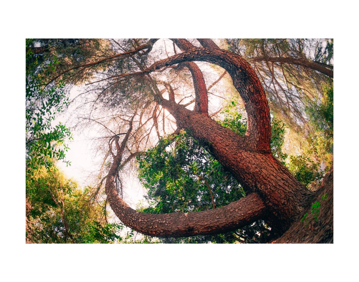 Under-the-Red-Light---Tree-#8.jpg