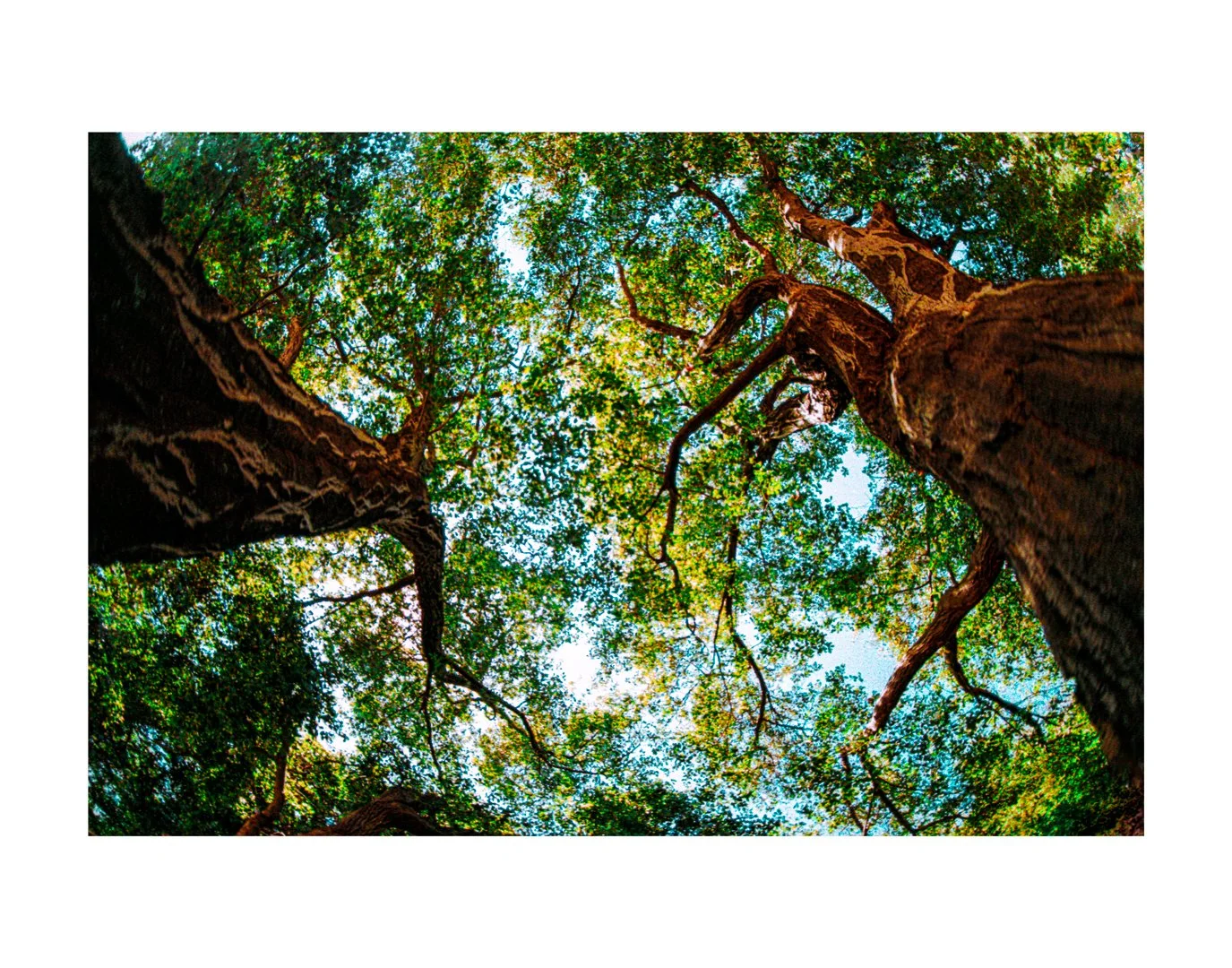 Mario_Ricardo_ Rodriguez_Under_the_Red_Light---Tree-#3.jpg