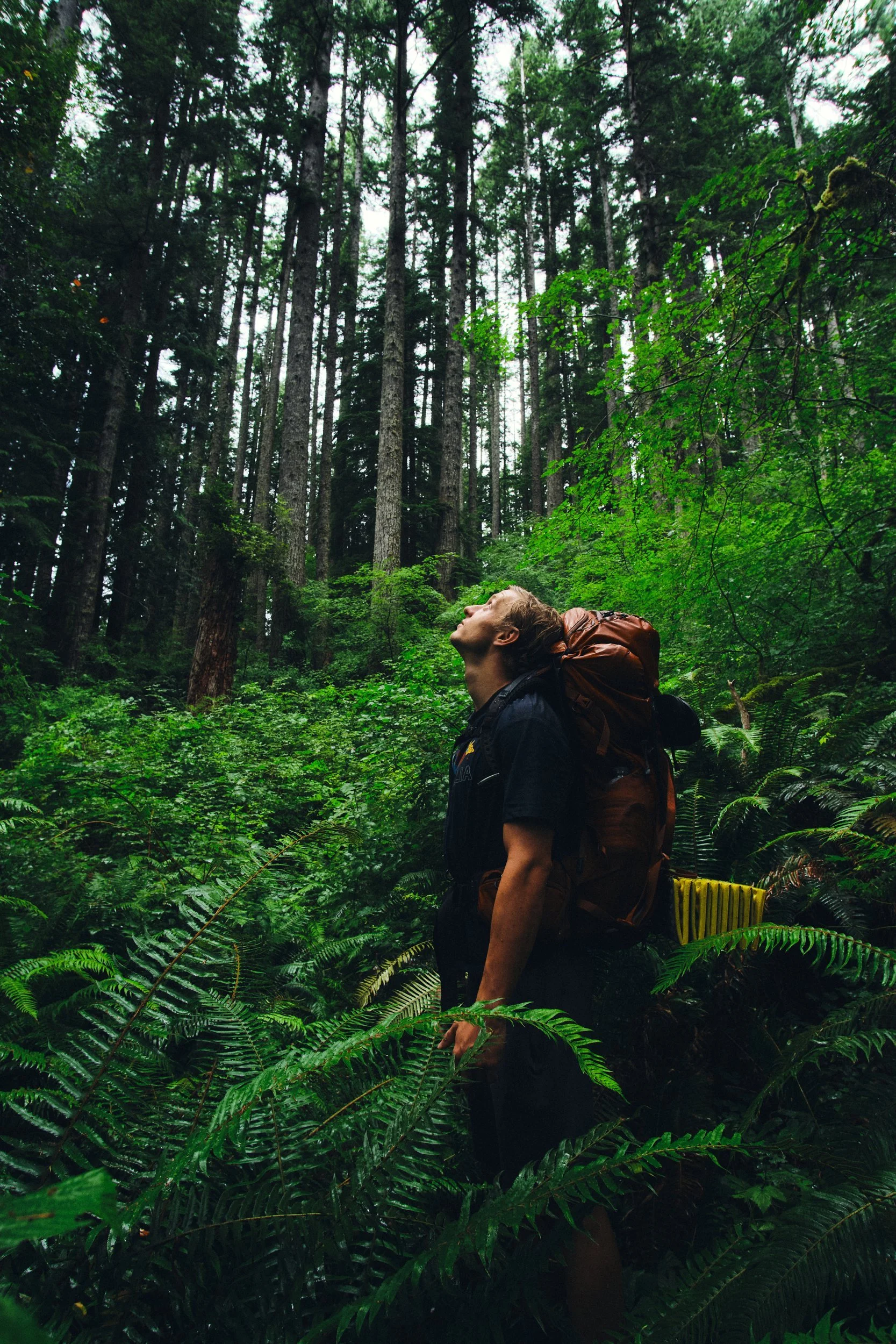 Backpacker hiking through an old-growth forest in Oregon