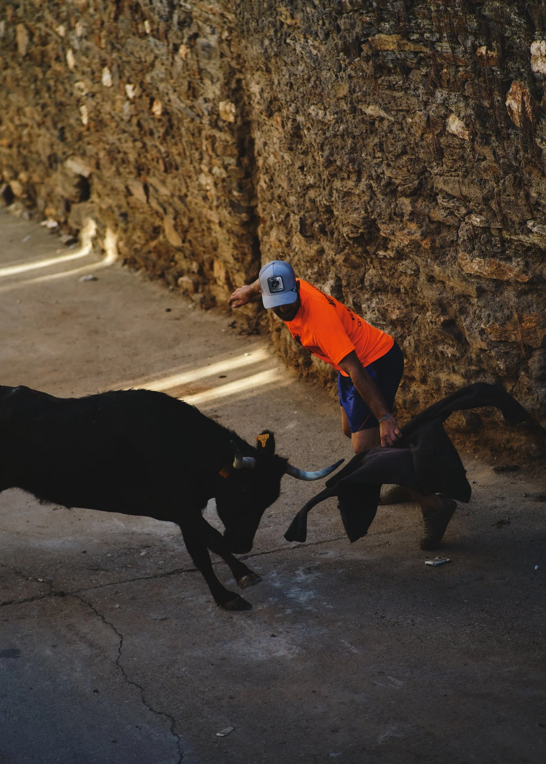Bull charging a cape at the Carbajales de Alba fiesta in Spain