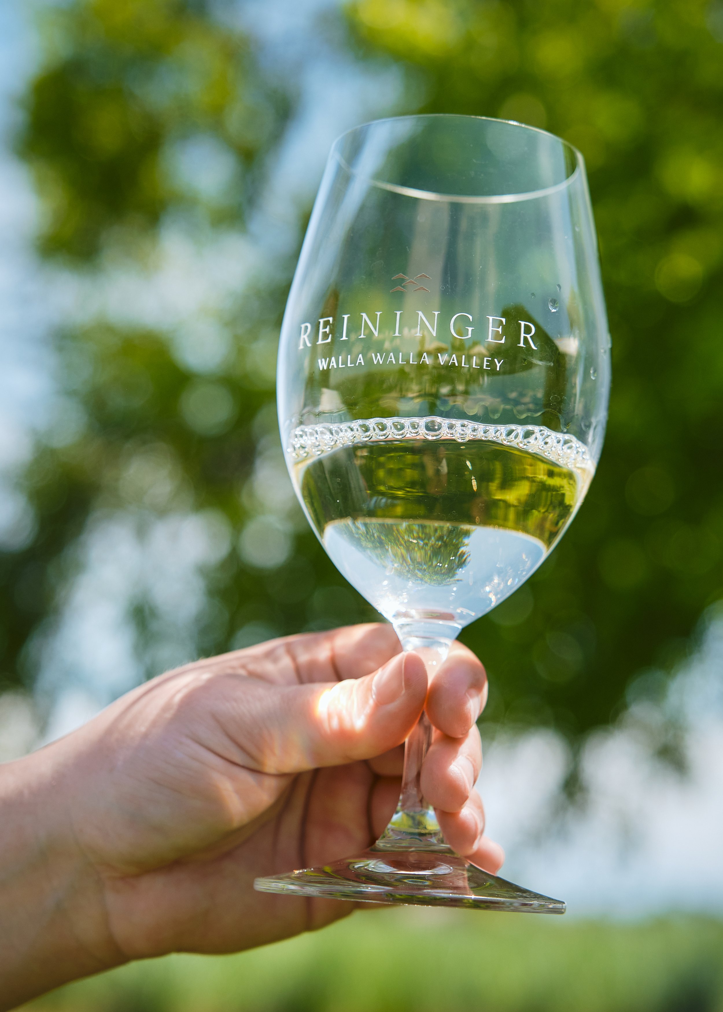 Hand raising a glass of white wine against green leaves