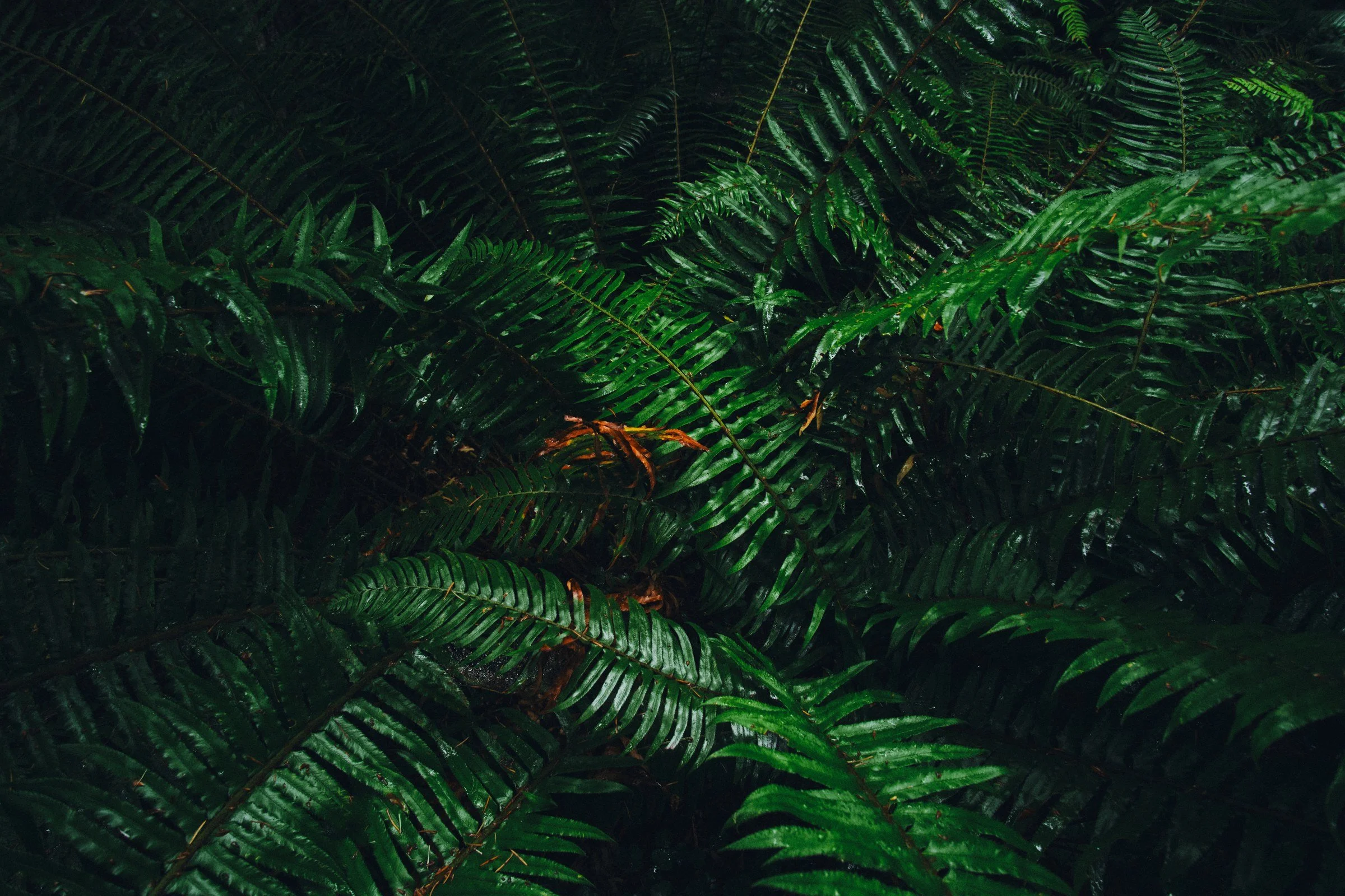 Sword Ferns