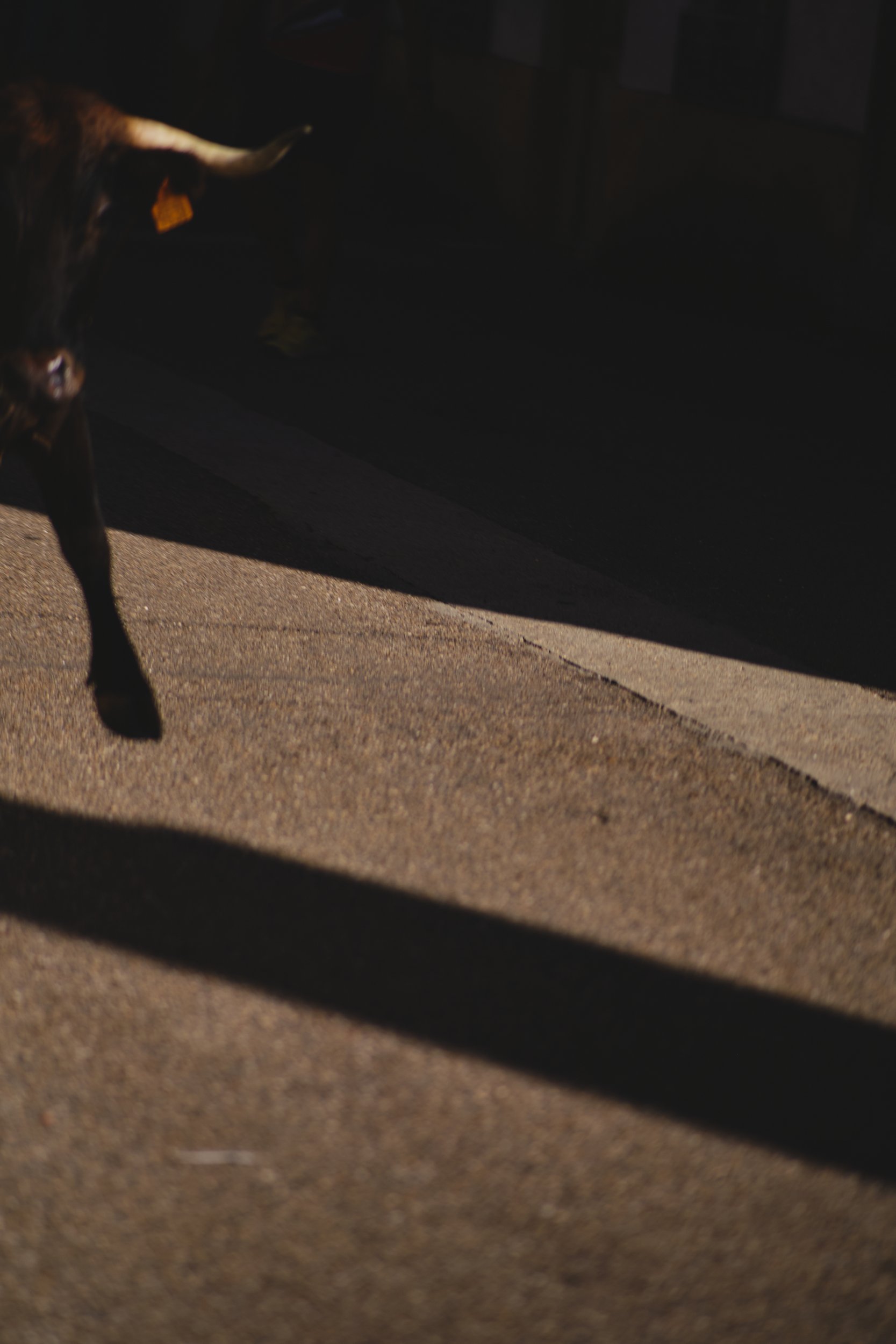 Shadow of a bull on the street during a fiesta in Spain