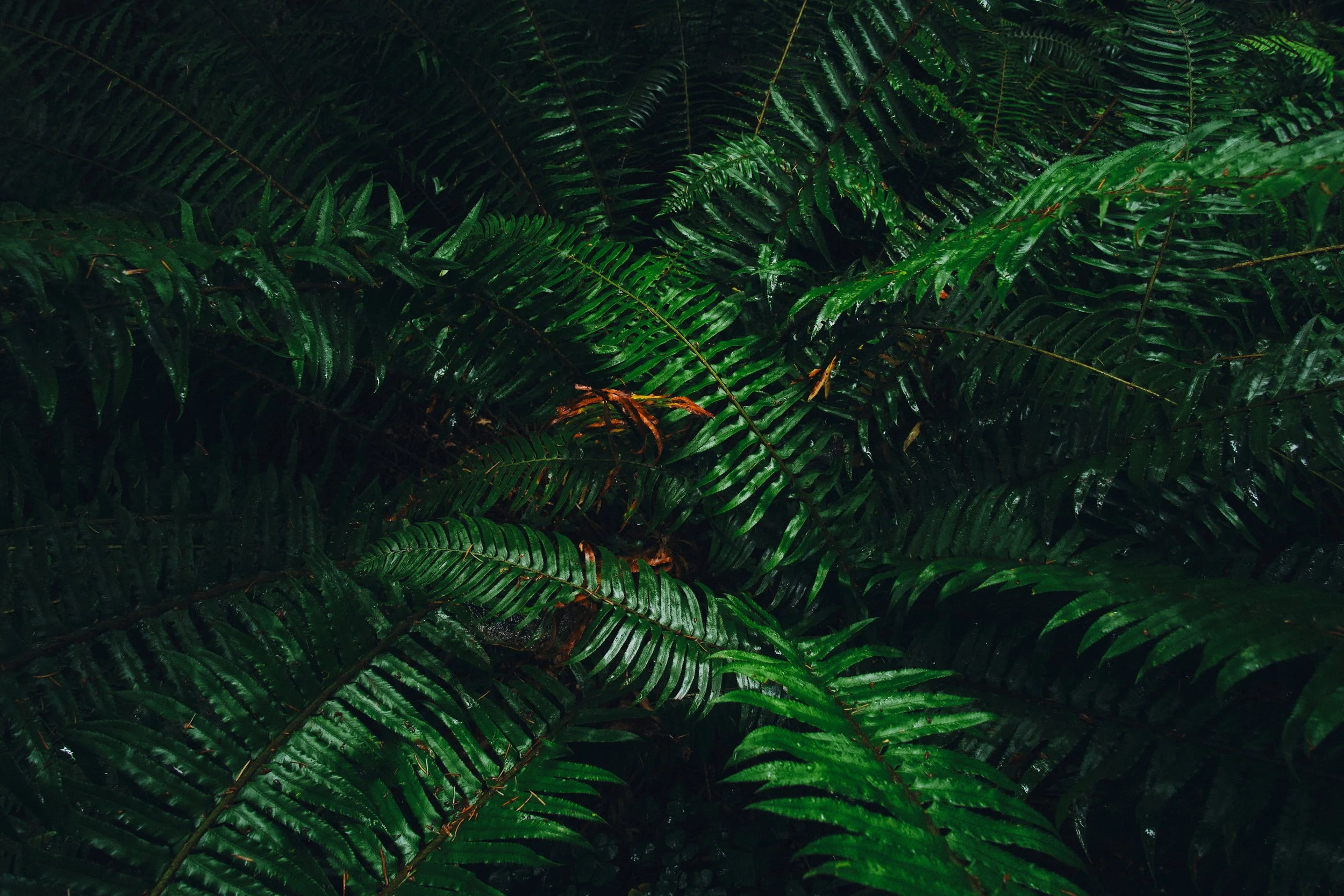 Sword ferns in the Oregon Coast Range forest