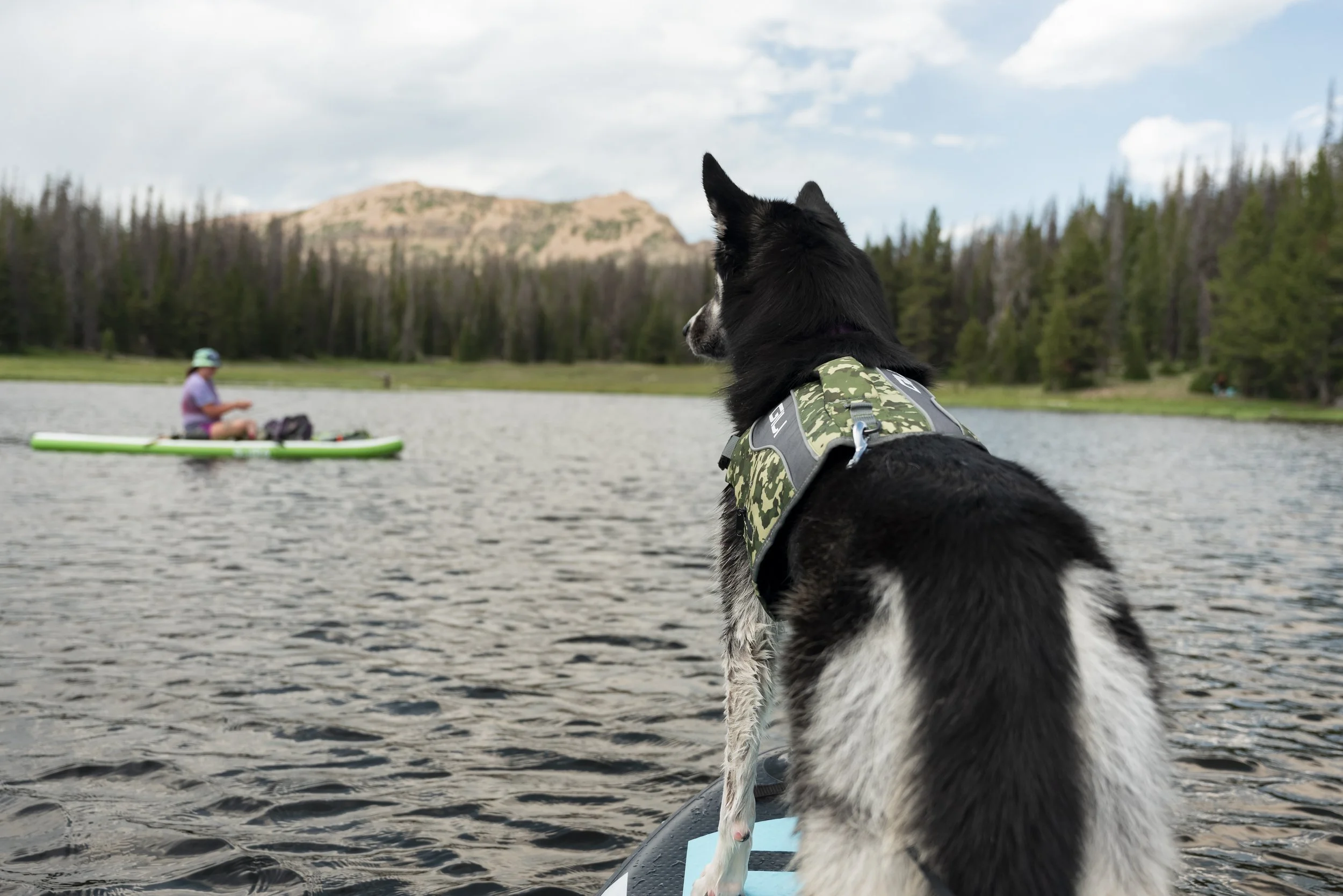 GILI DOG VEST +-6.jpg
