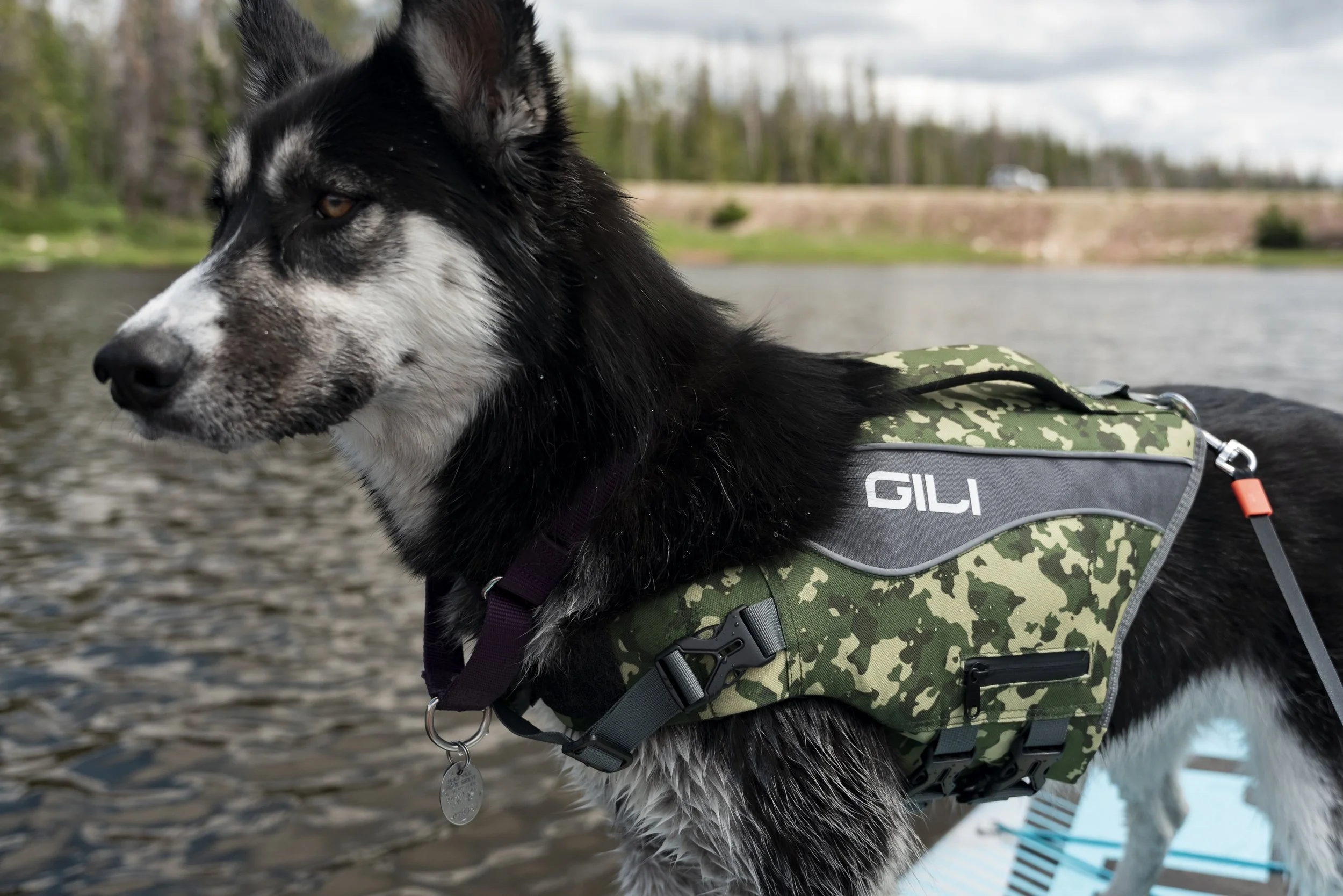 GILI DOG VEST +-4.jpg