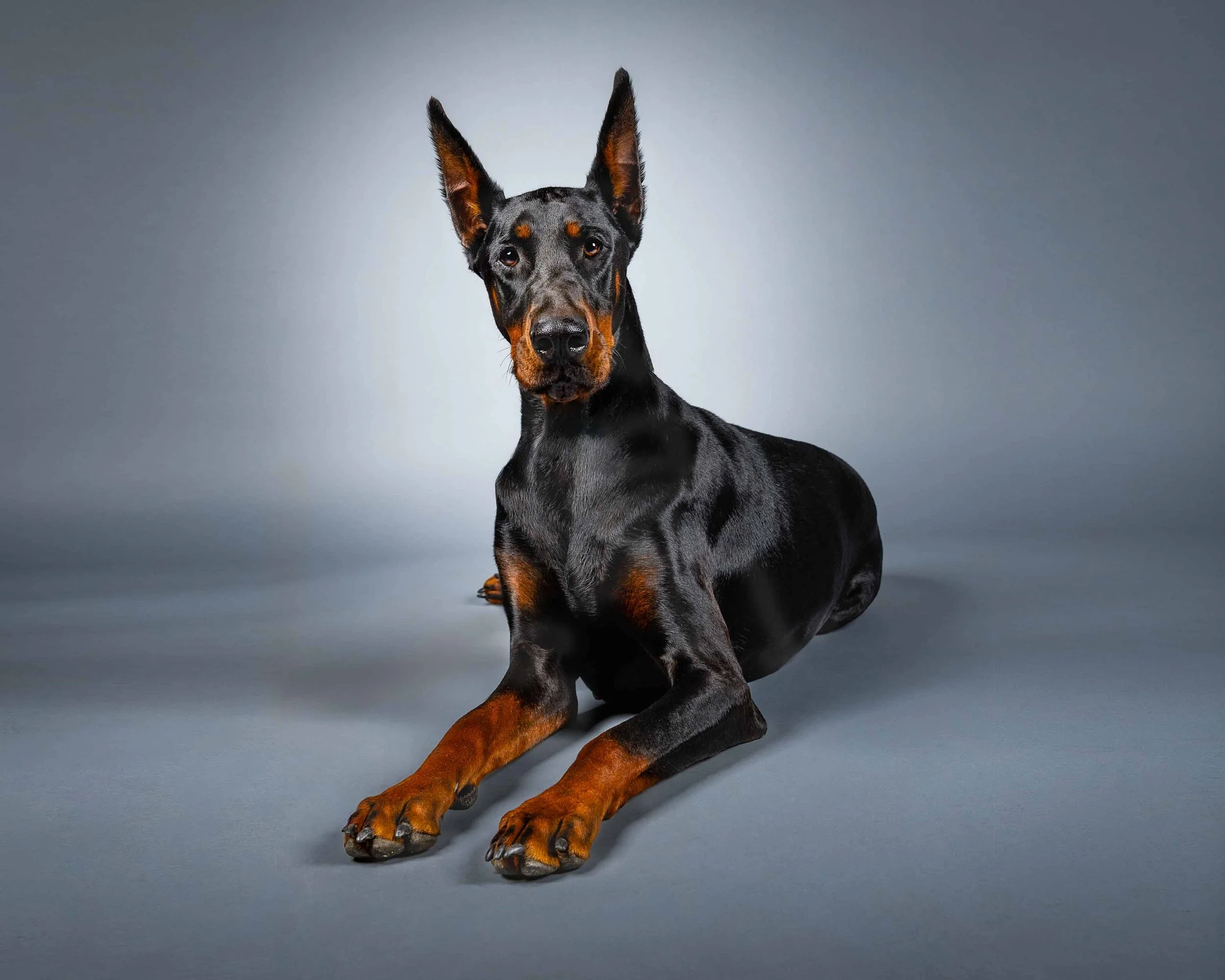 doberman-studio-dog-portrait-northern-virginia.jpg-1.jpg