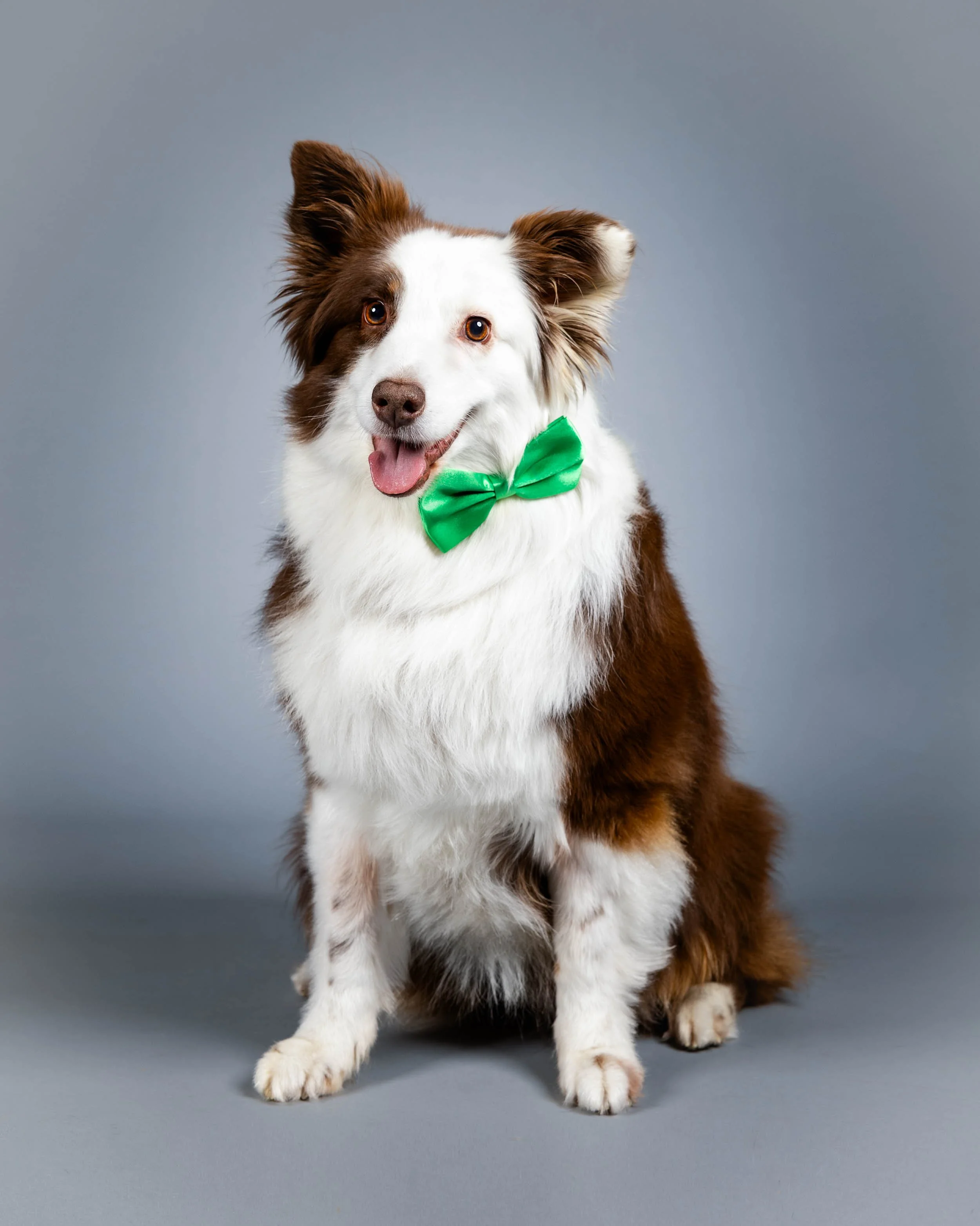 australian shepherd-professional-dog-photo-fredericksburg-va-1.jpg
