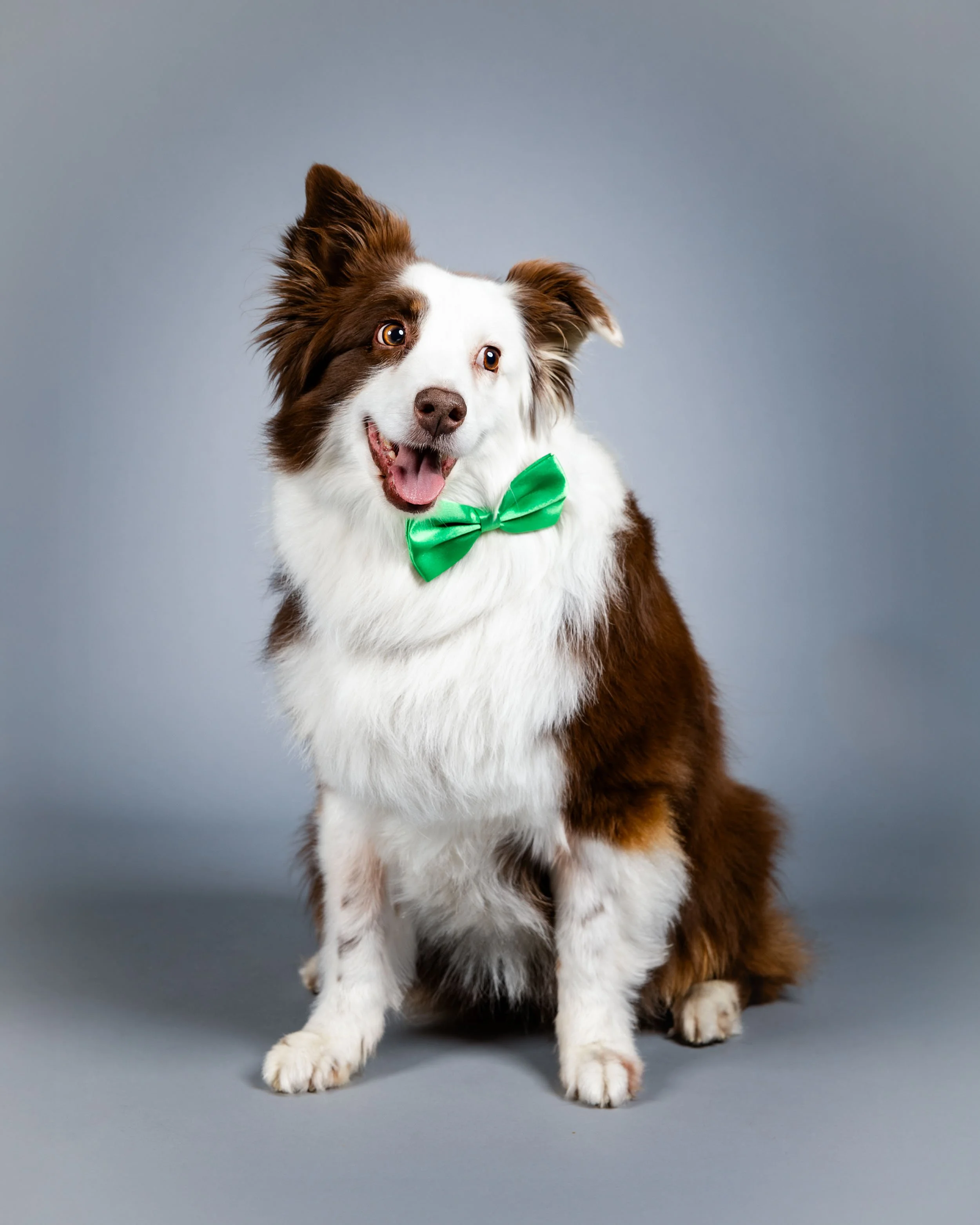 australian shepherd-professional-dog-photo-arlington-va-2.jpg