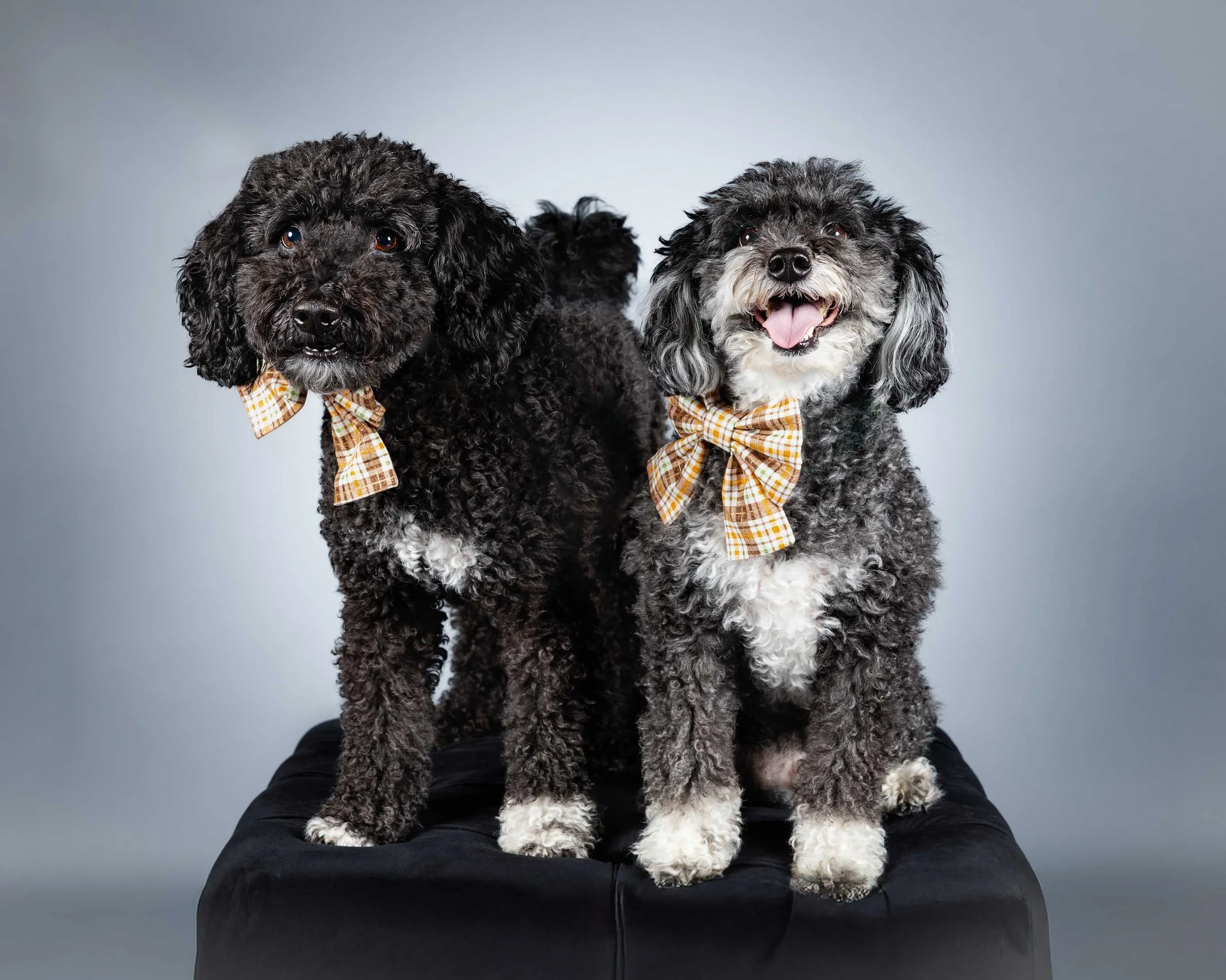 two-dogs-studio-portrait-fredericksburg-va-1.jpg