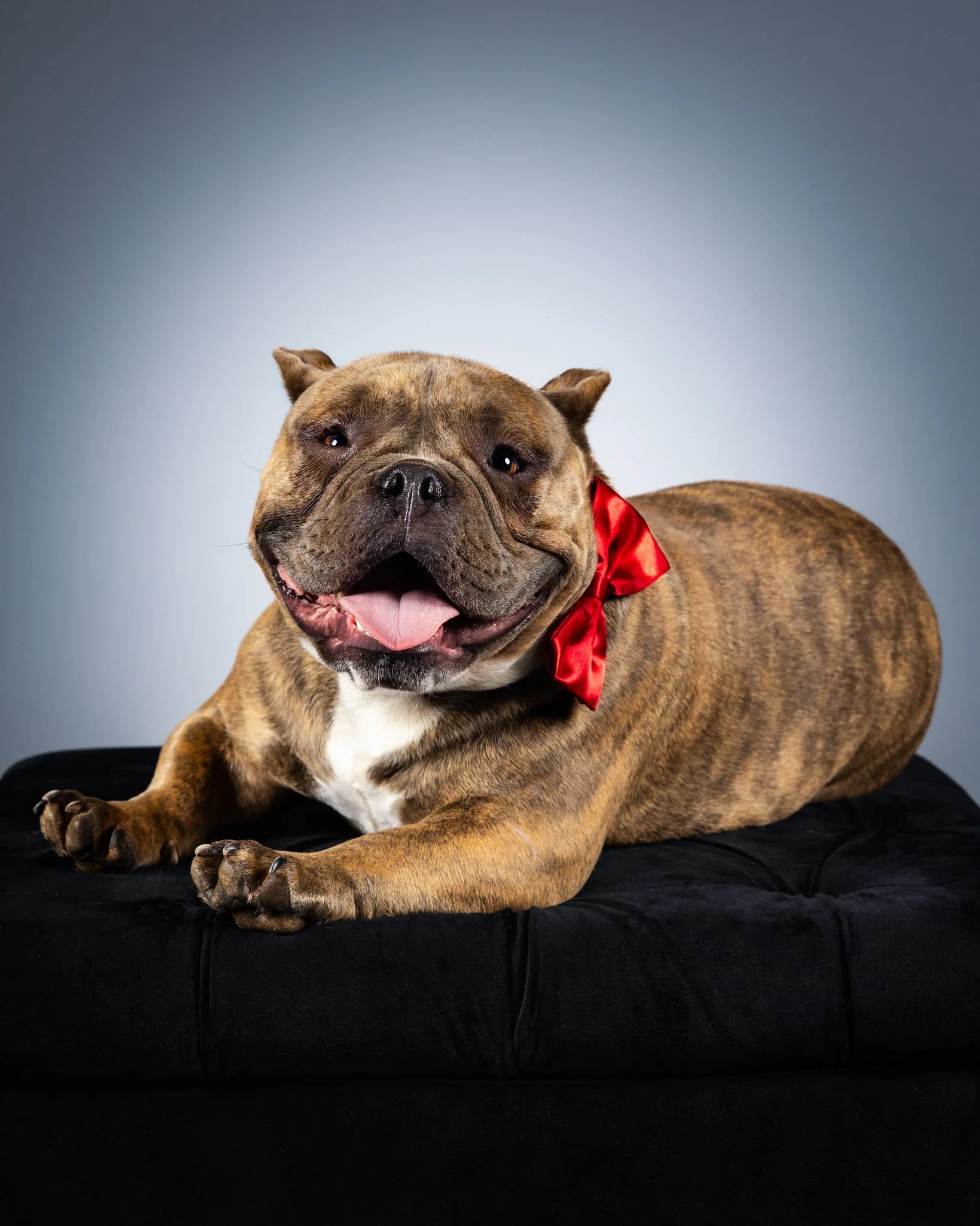 red-bow-tie-dog-portrait-studio-va-1.jpg