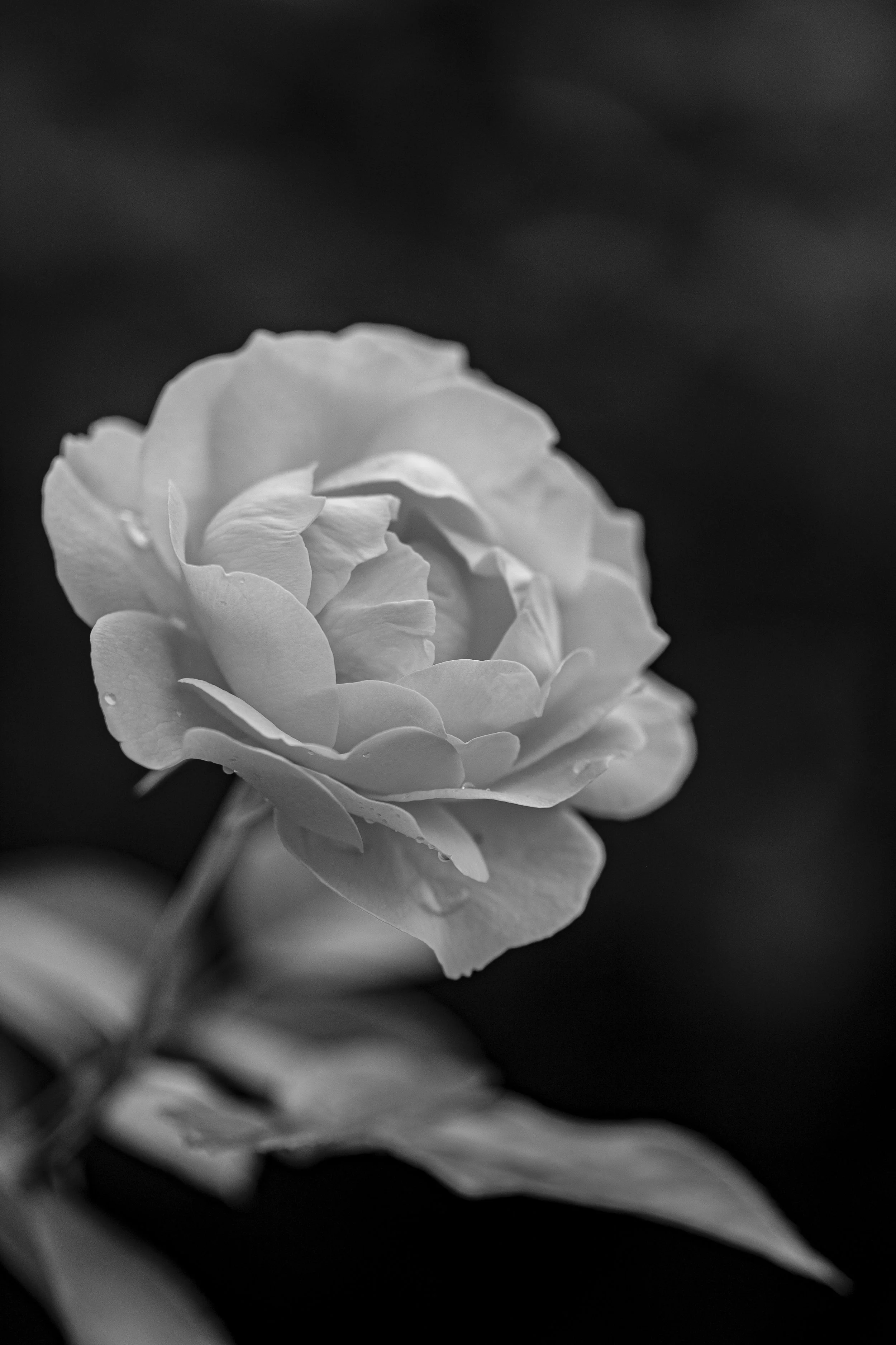 IMG_1920 copy.jpg