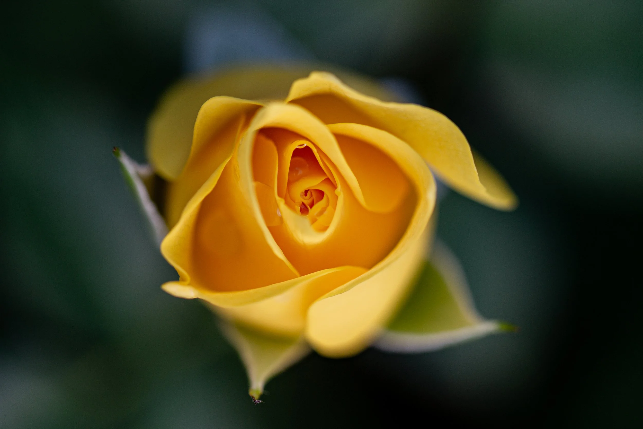 IMG_1896 copy.jpg