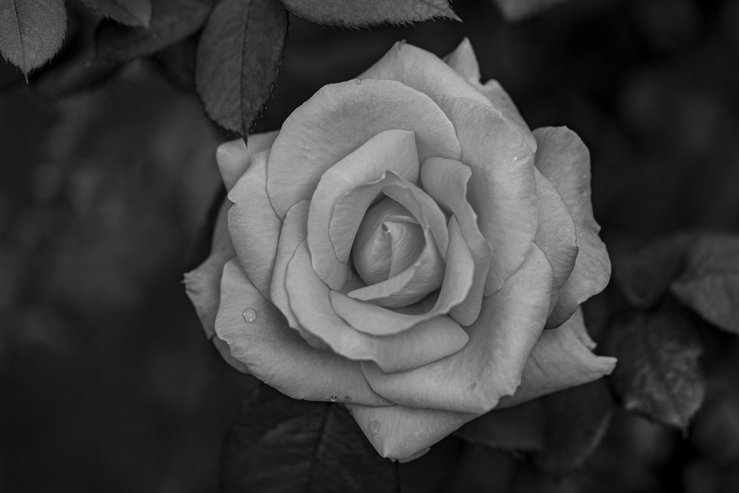 IMG_1850 copy.jpg
