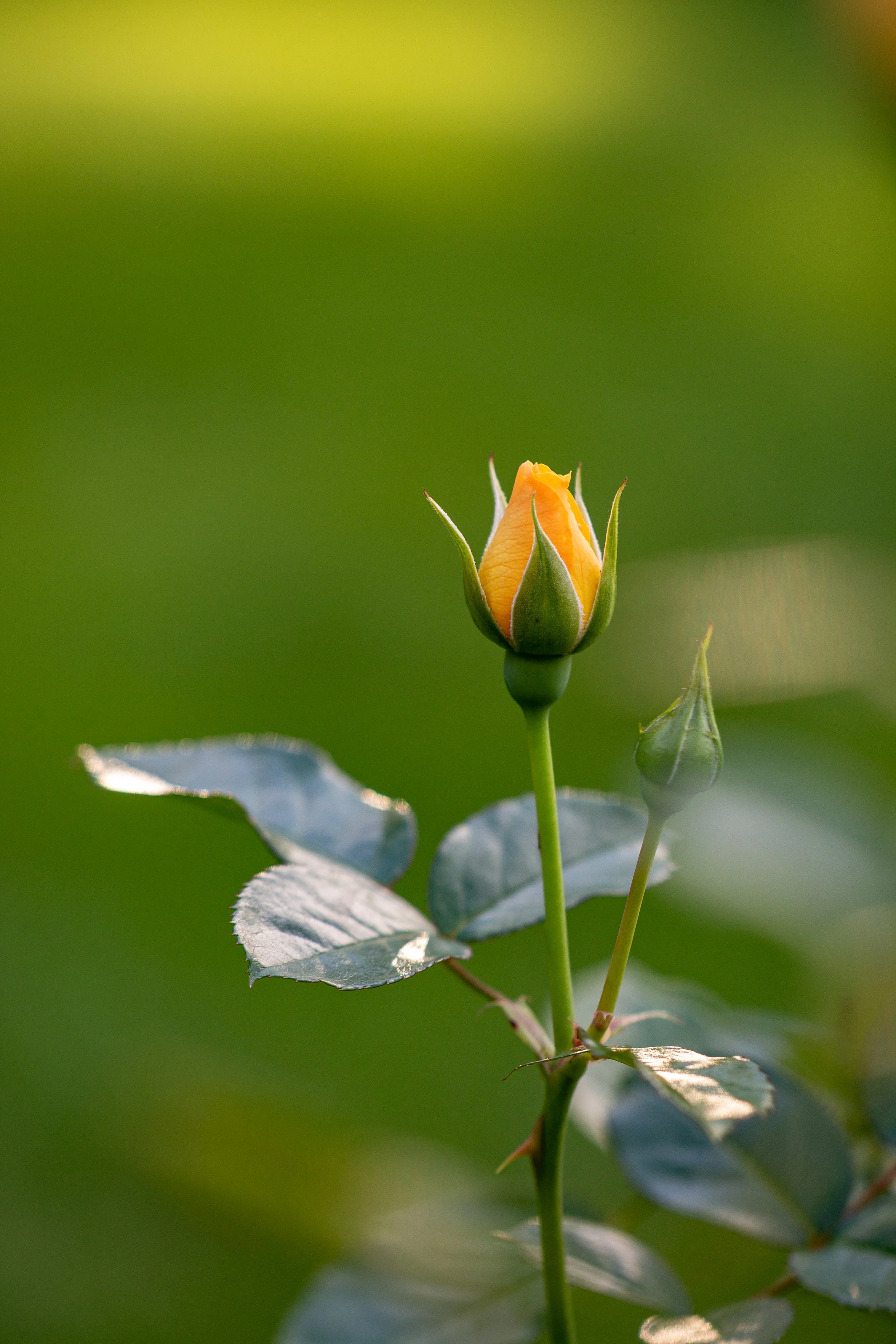 IMG_1922 copy.jpg