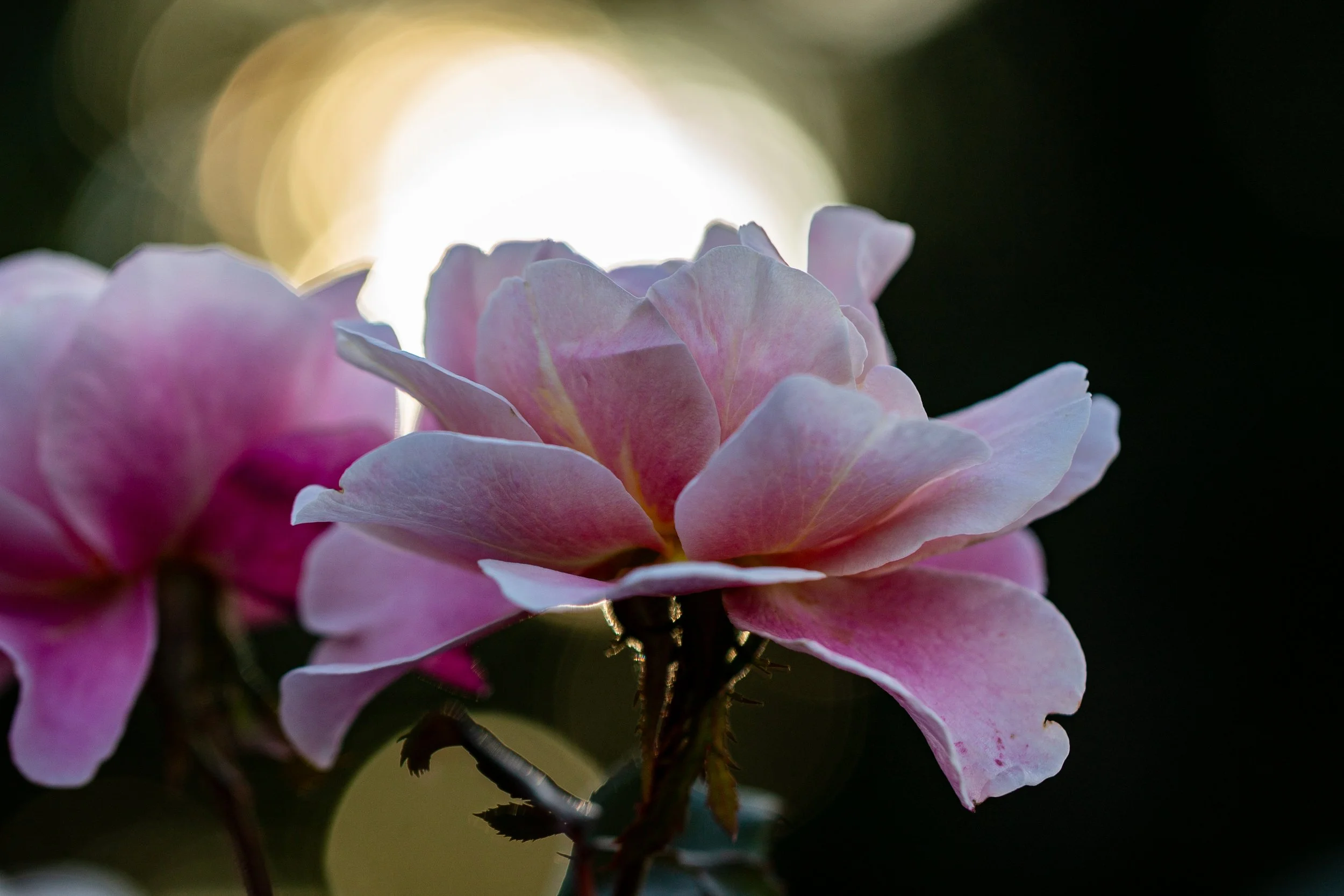 IMG_1879 copy.jpg