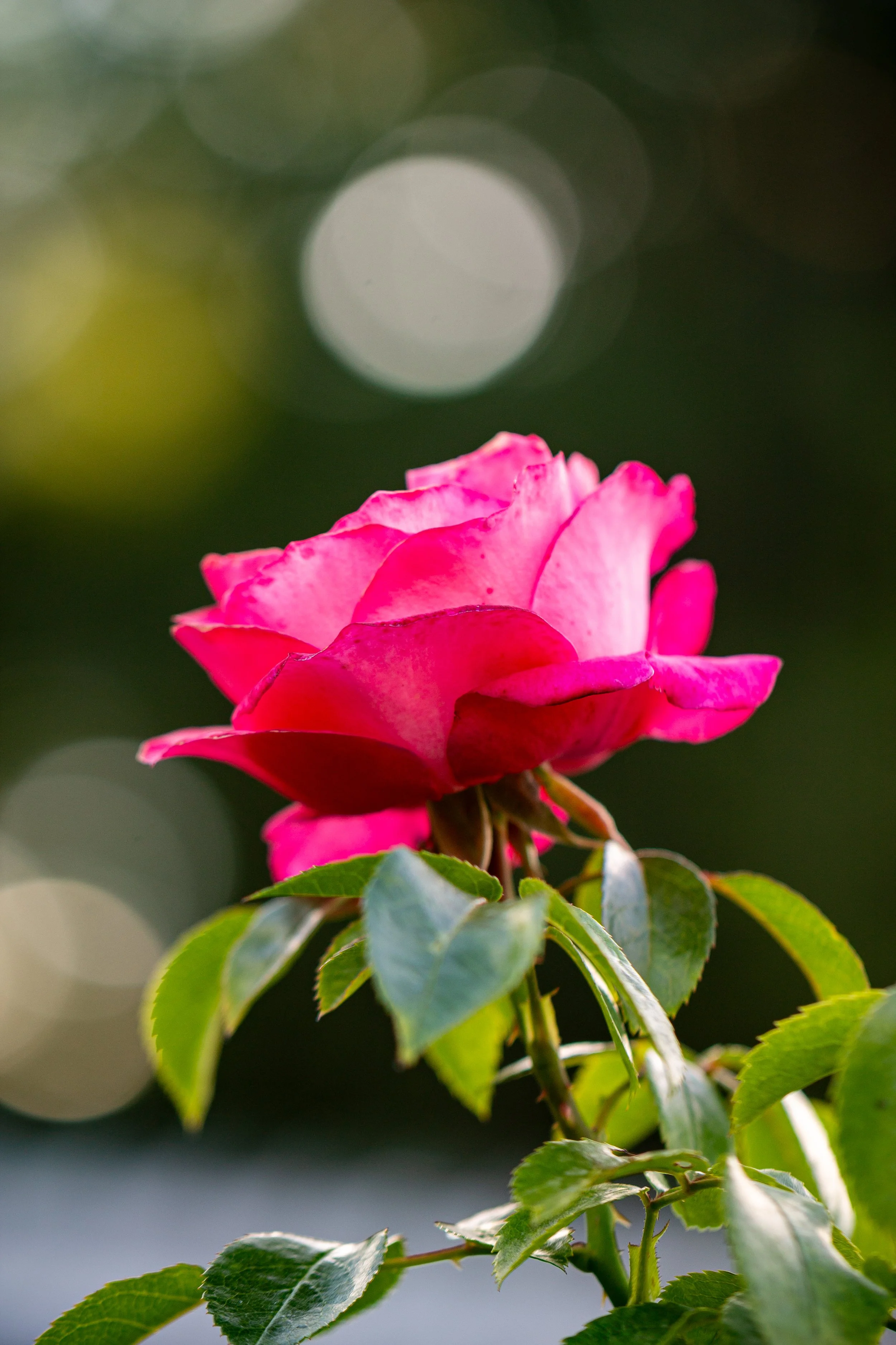 IMG_1875 copy.jpg