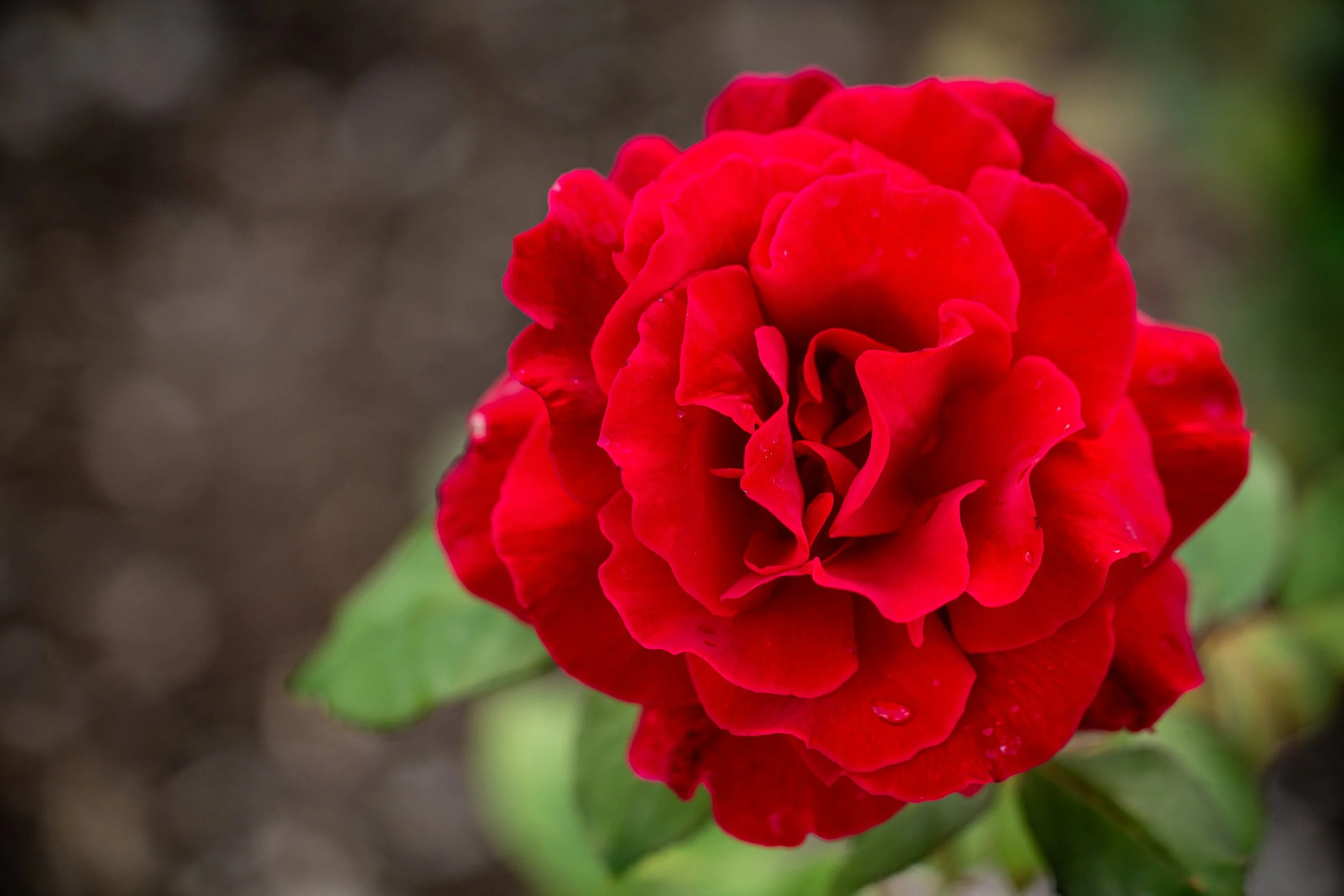 IMG_1855 copy.jpg
